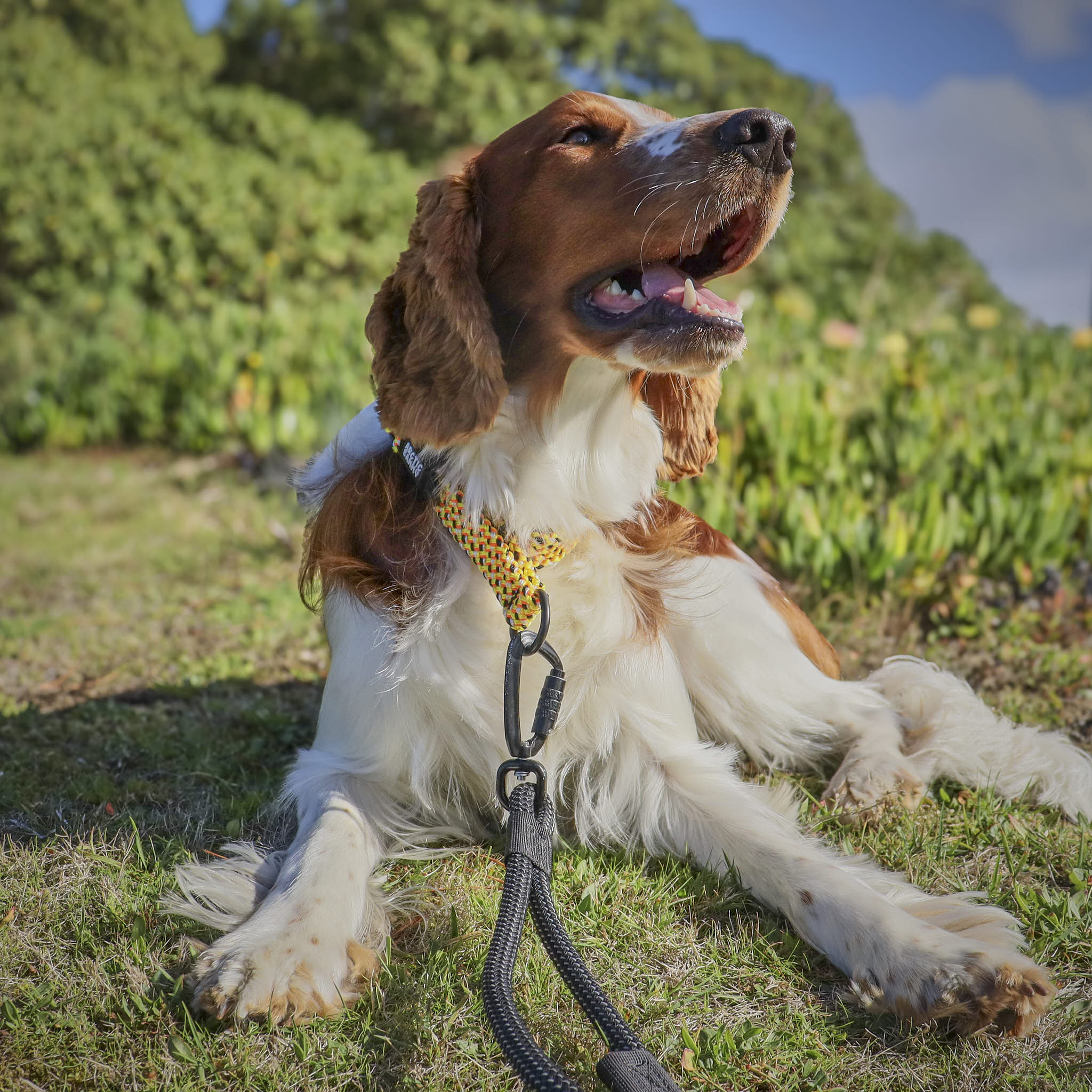 Raglan Martingale Collar