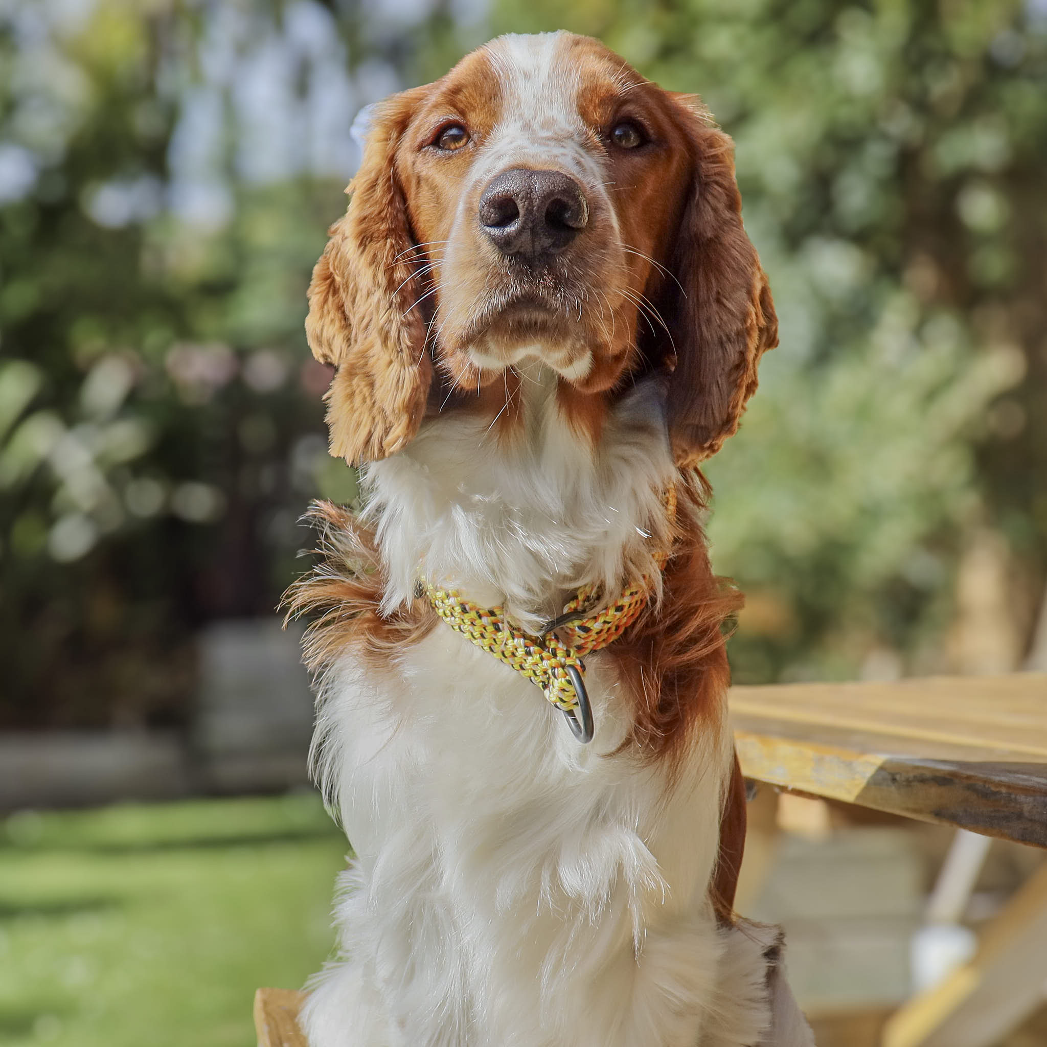 Raglan Martingale Collar