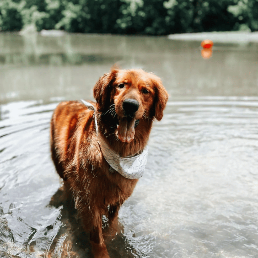 dog accessories