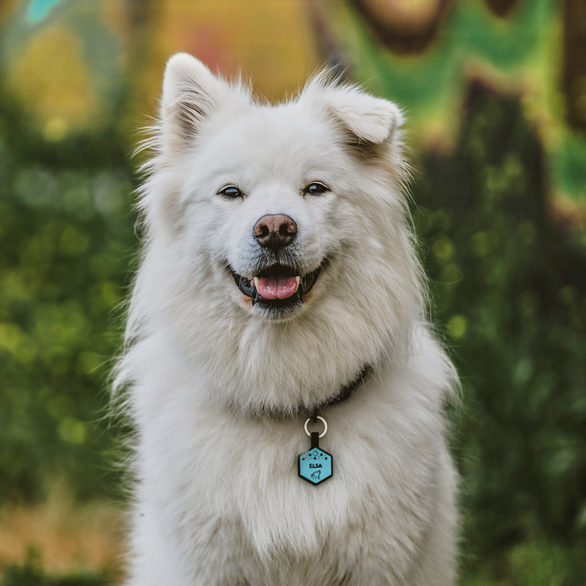 Dog Accessories
