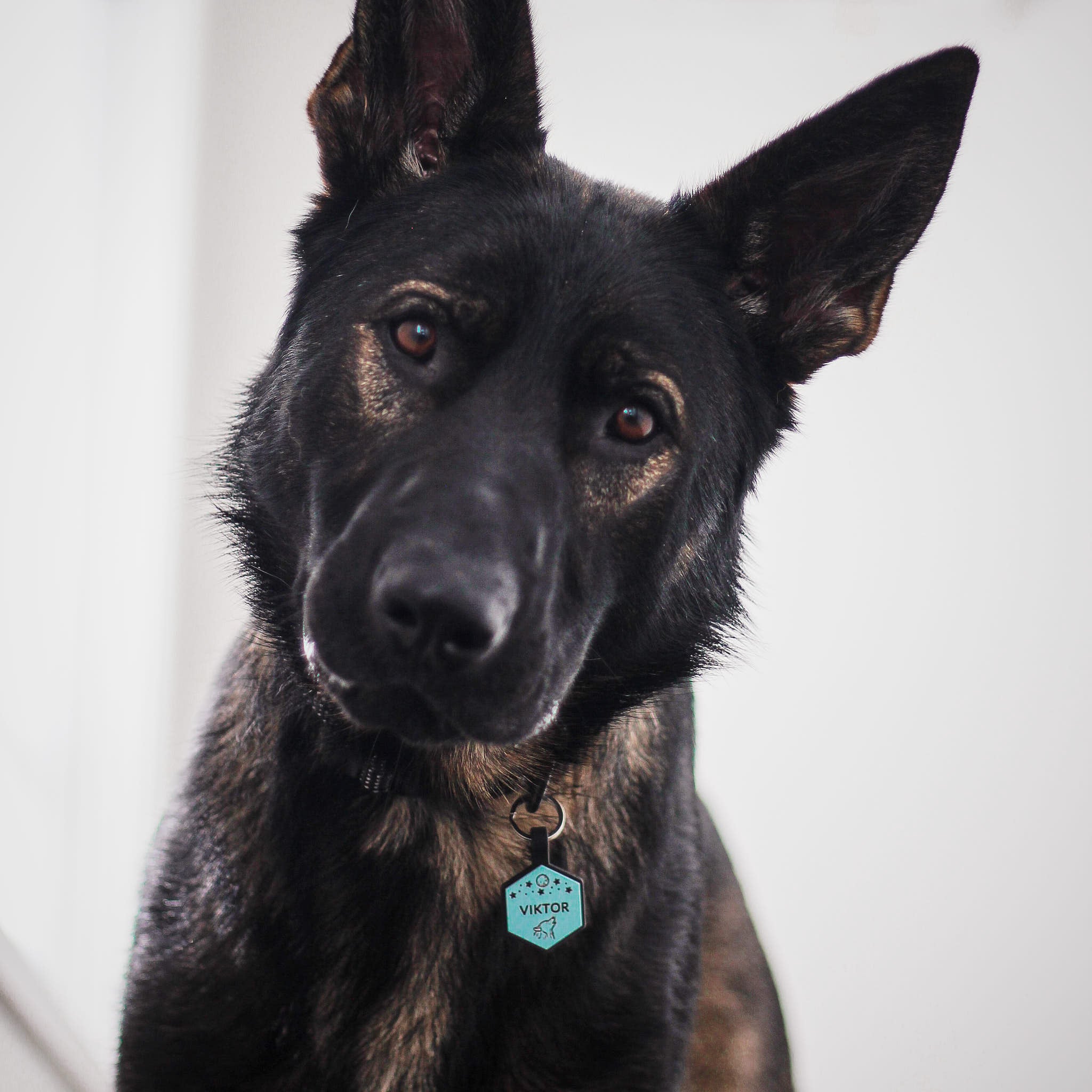 Dog ID Tag - Thor
