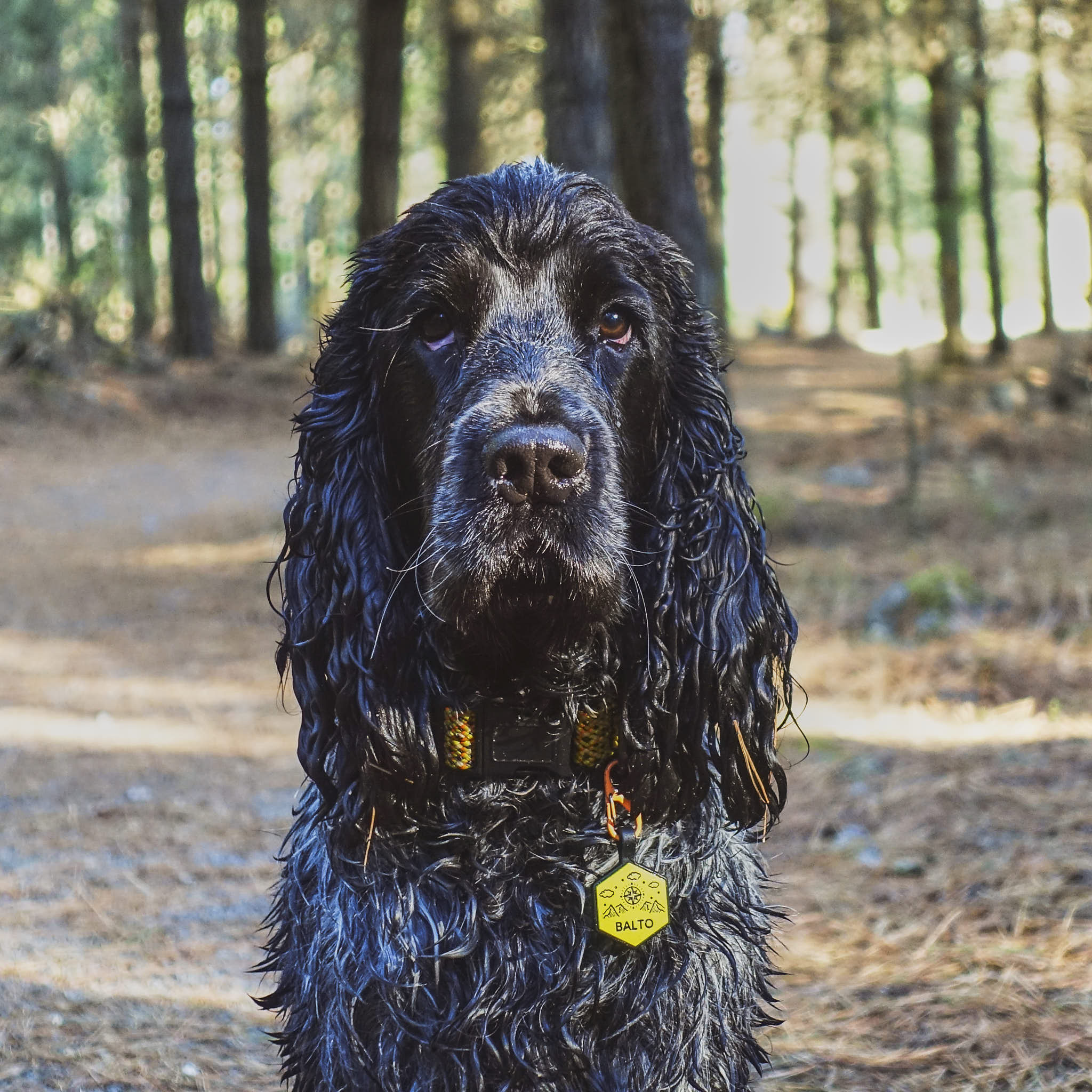 Dog ID Tag - Arlo