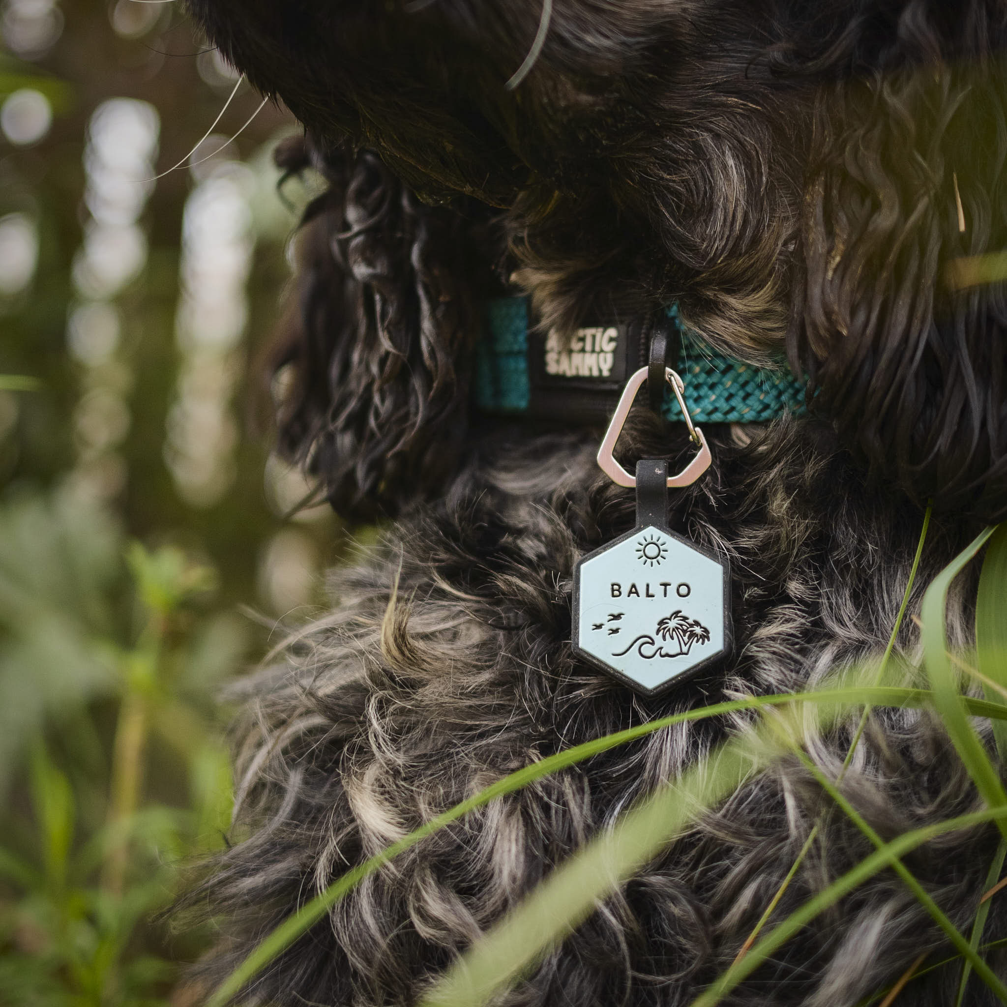 Dog ID Tag - Sunny