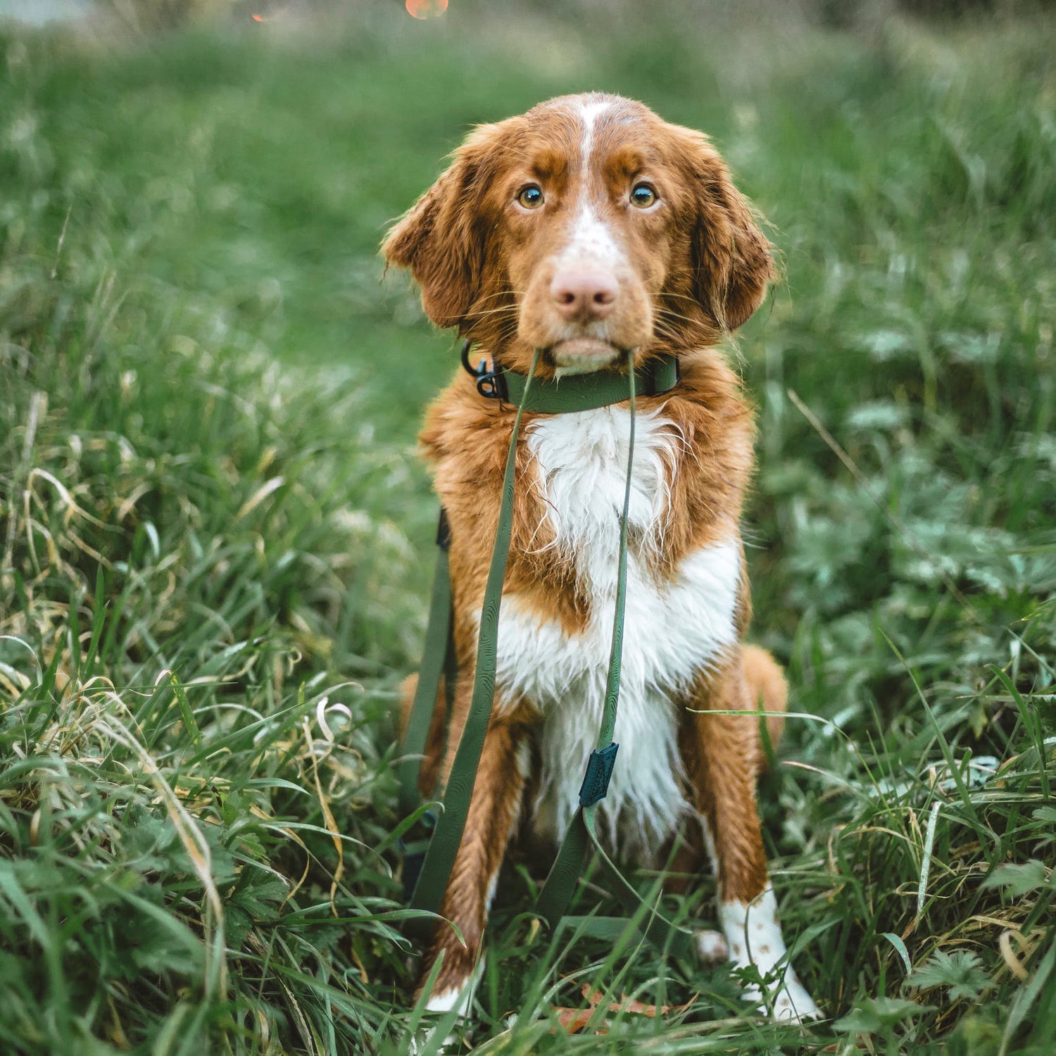 dog collars