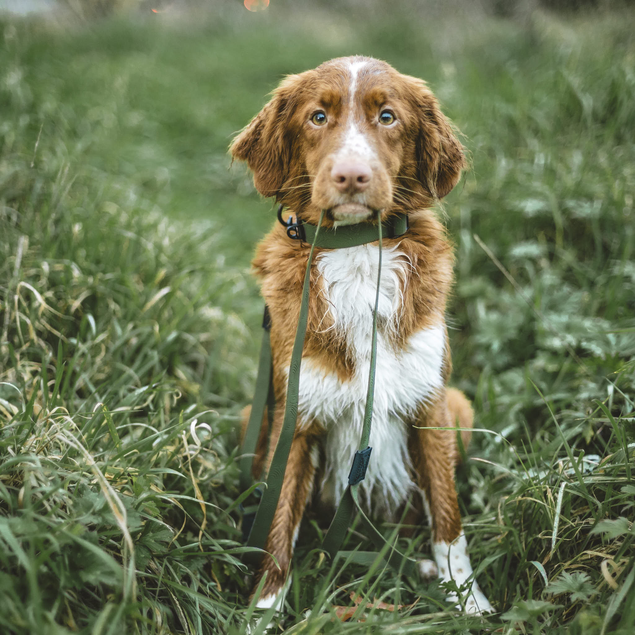 Olive Terraflow Waterproof Dog Collar