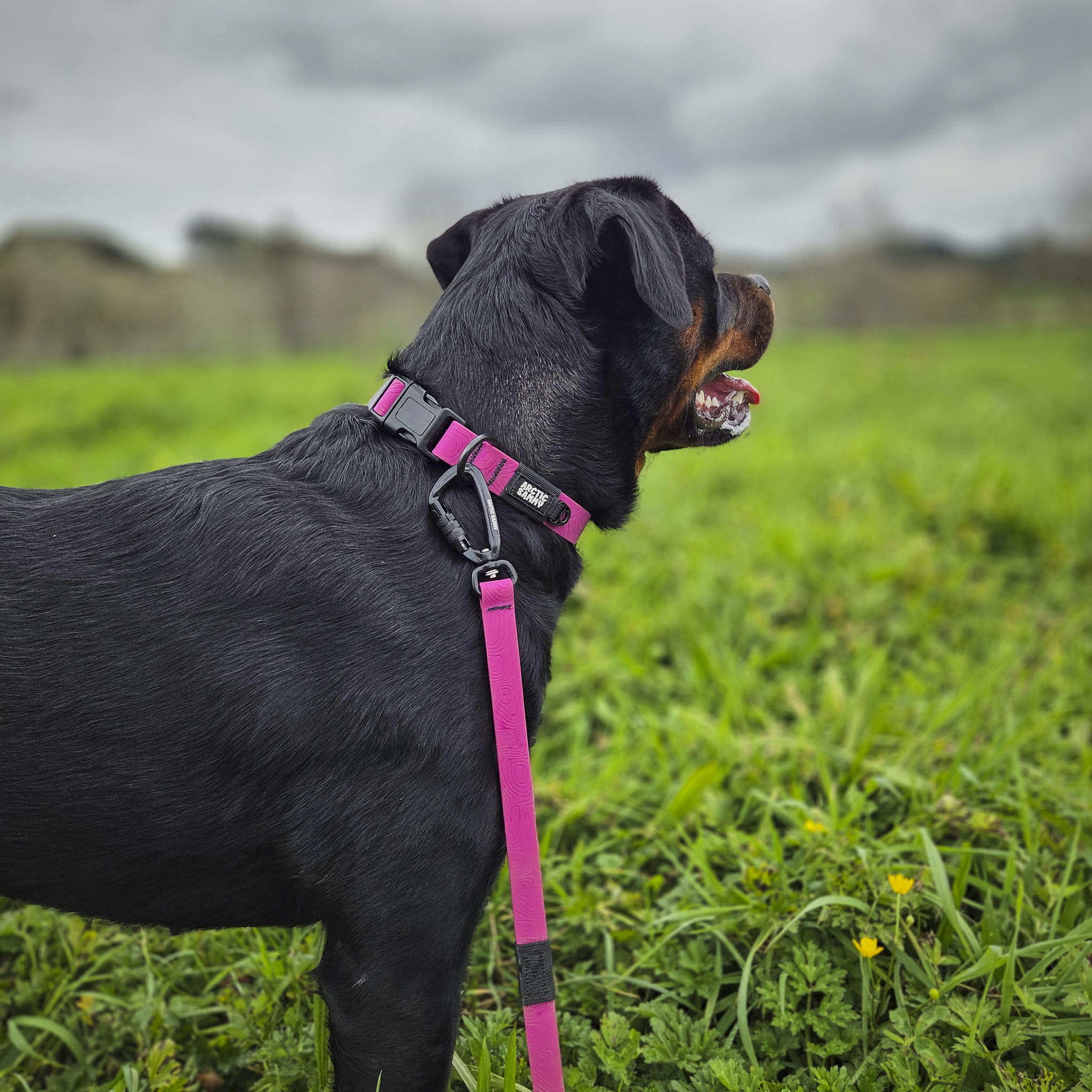 Pink Terraflow Long Line Dog Leash