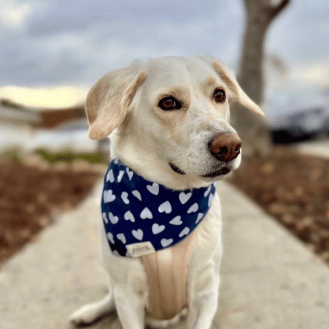 Arcticy Sammy Dog Bandanas