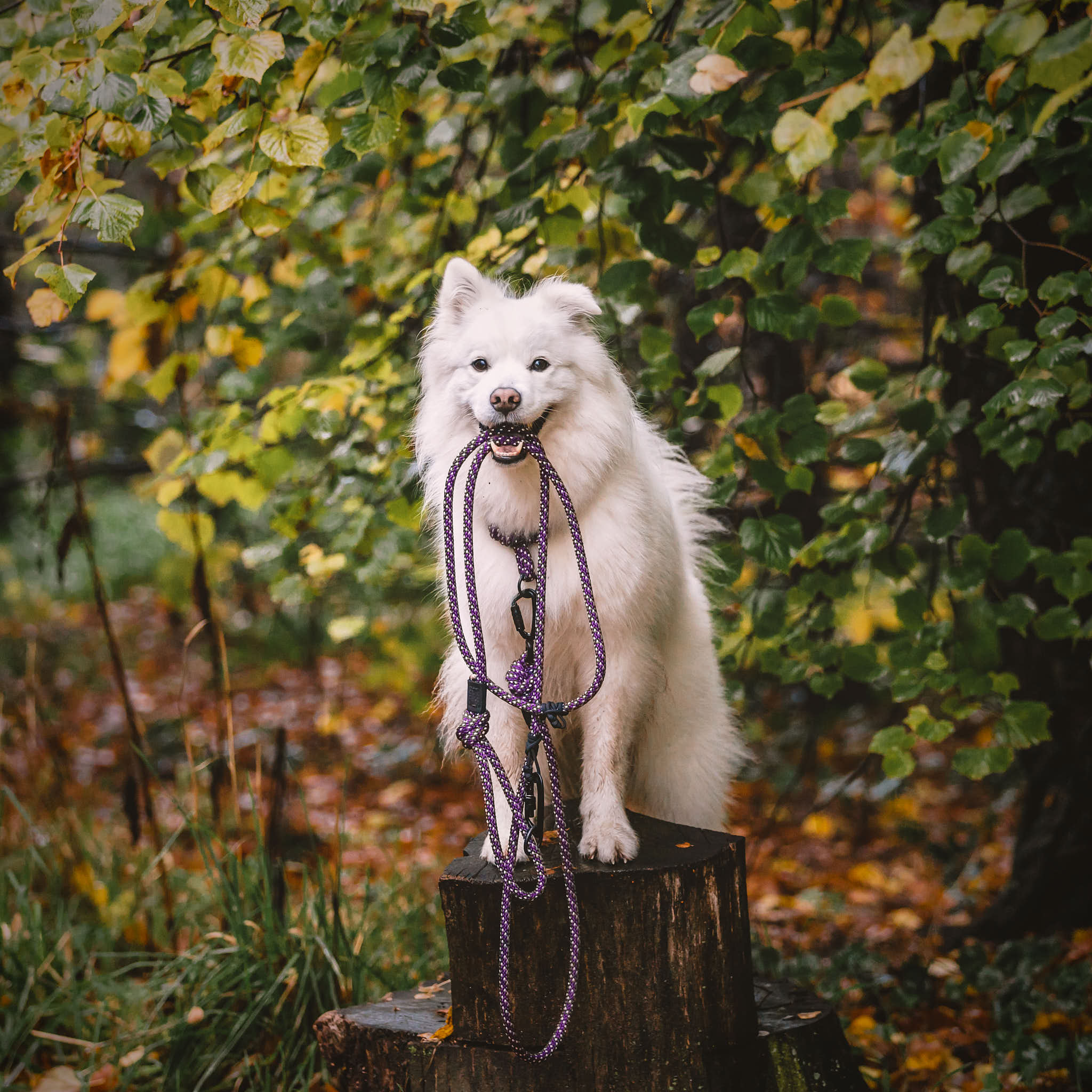 rope dog leash