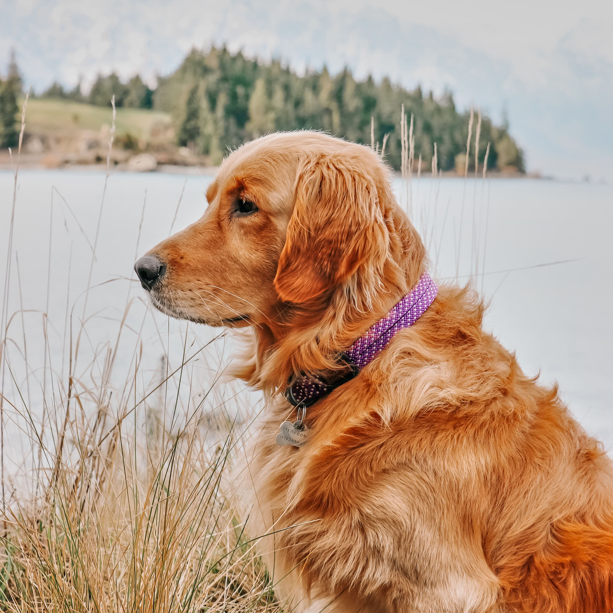 Waihi Dog Collar