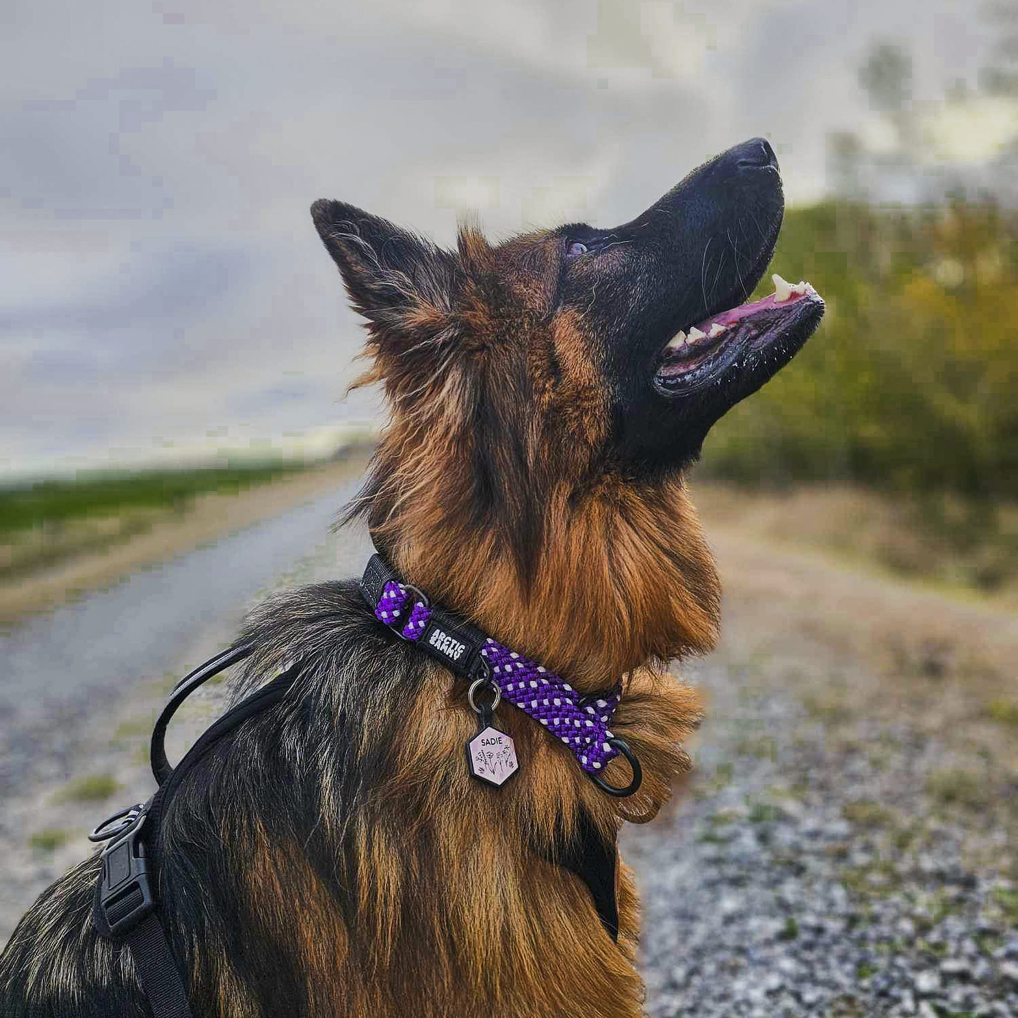 Waihi Martingale Collar