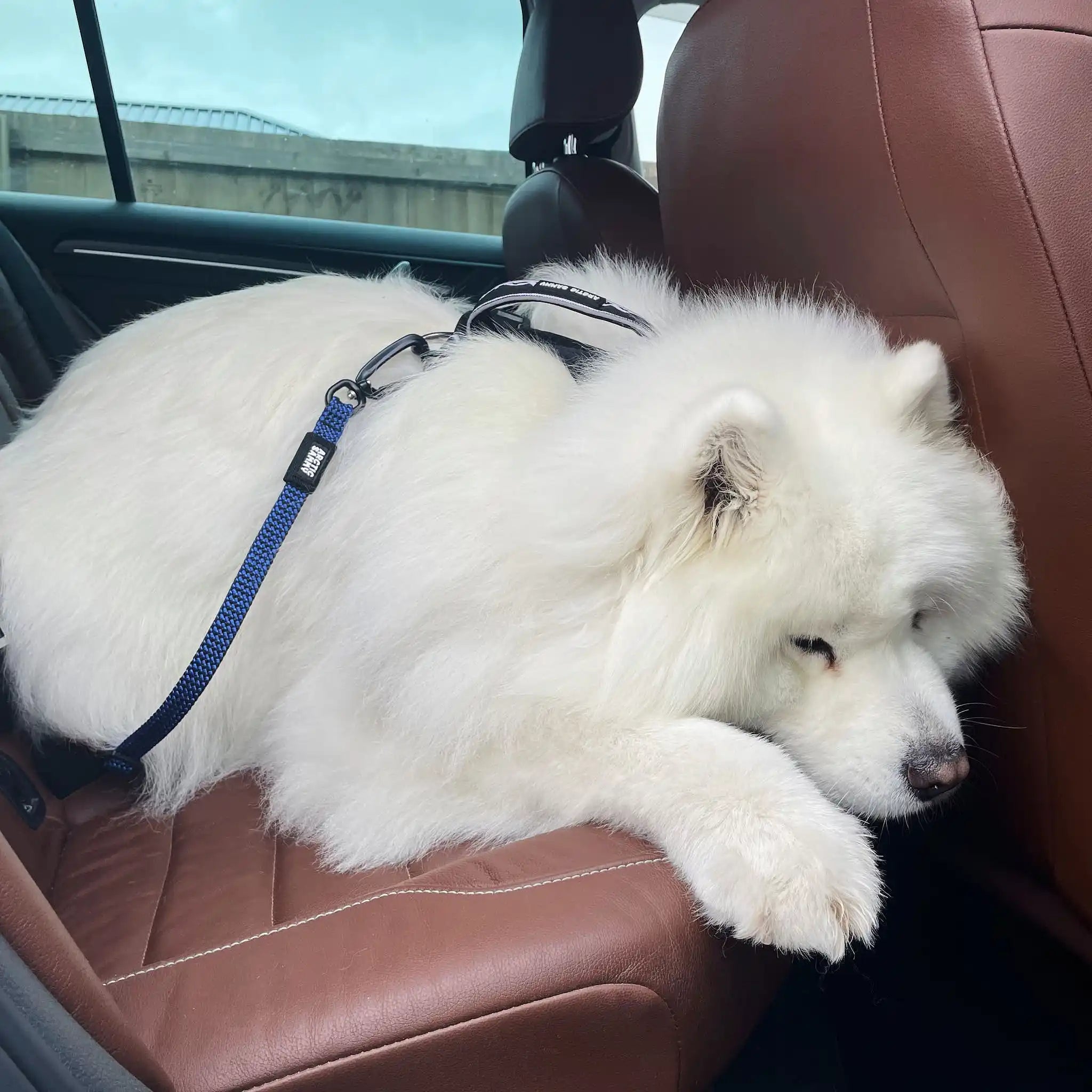 3-in-1 Dog Car Tether Raglan