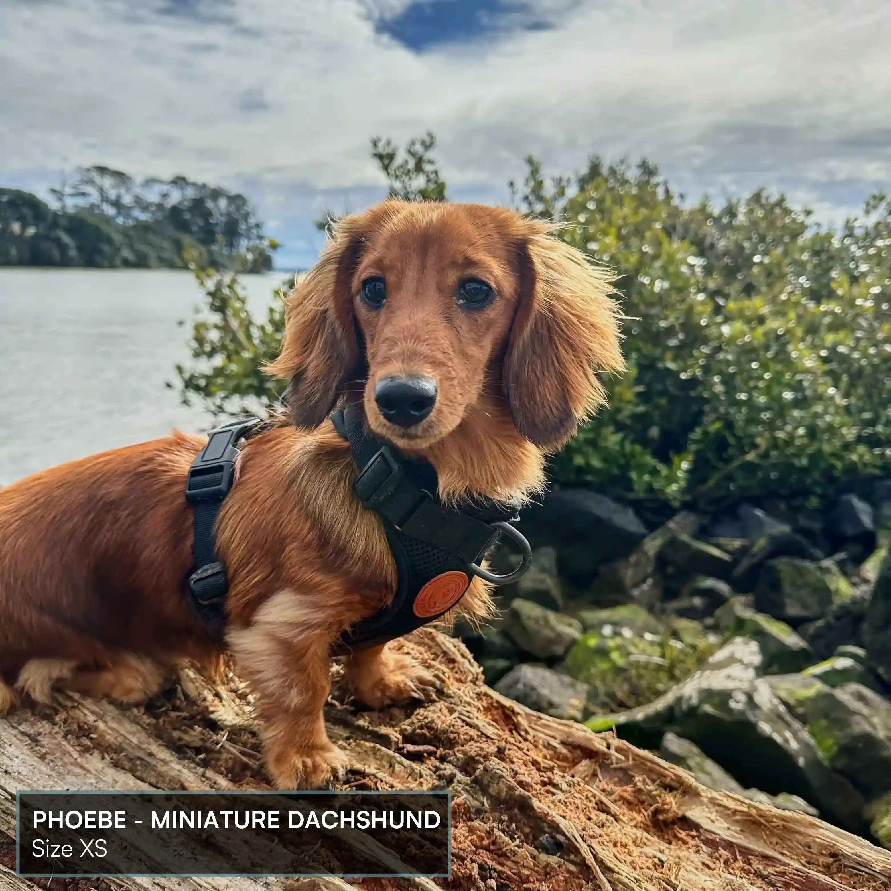 Arctic Sammy Adventure Dog Harness - Black