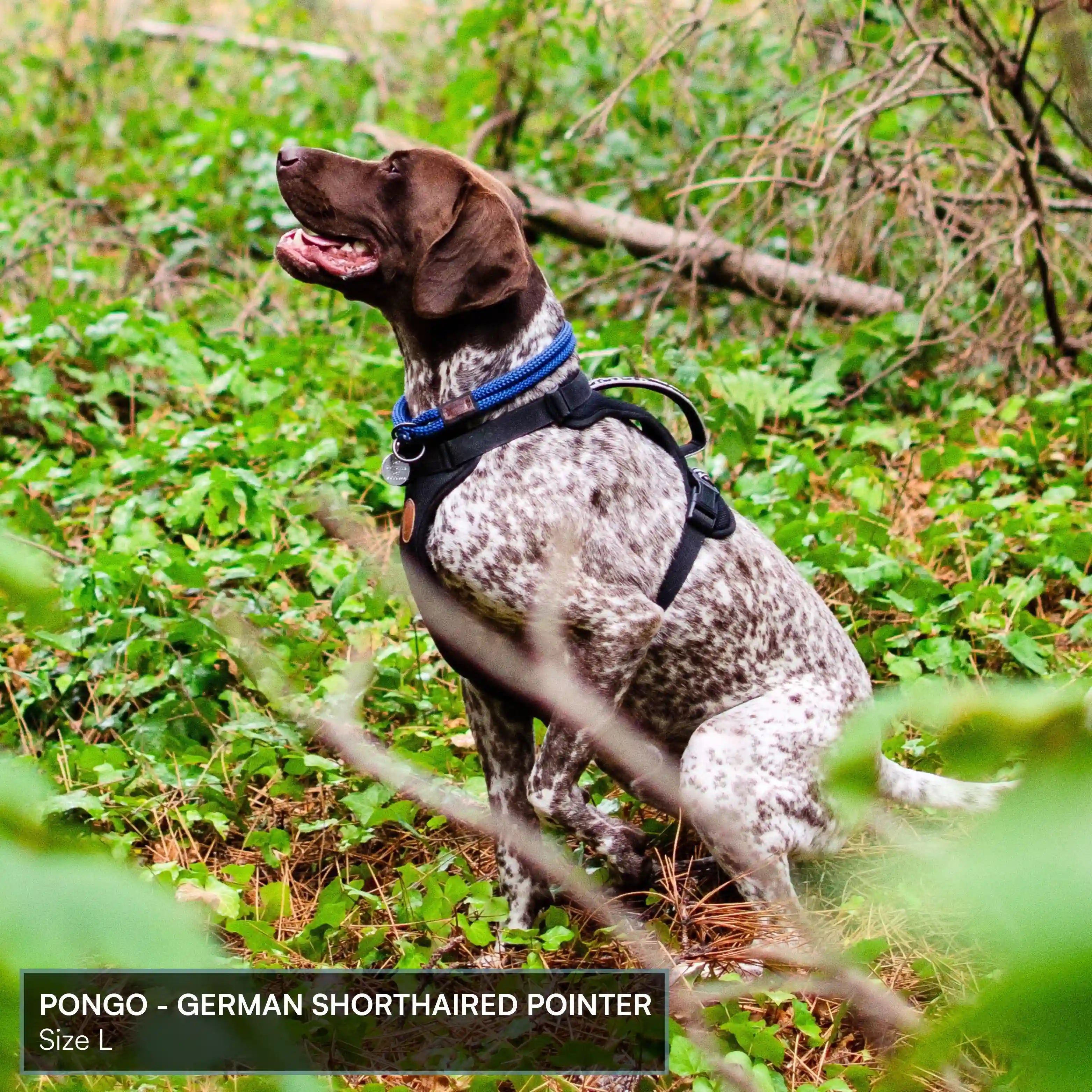 Arctic Sammy Adventure Dog Harness - Black