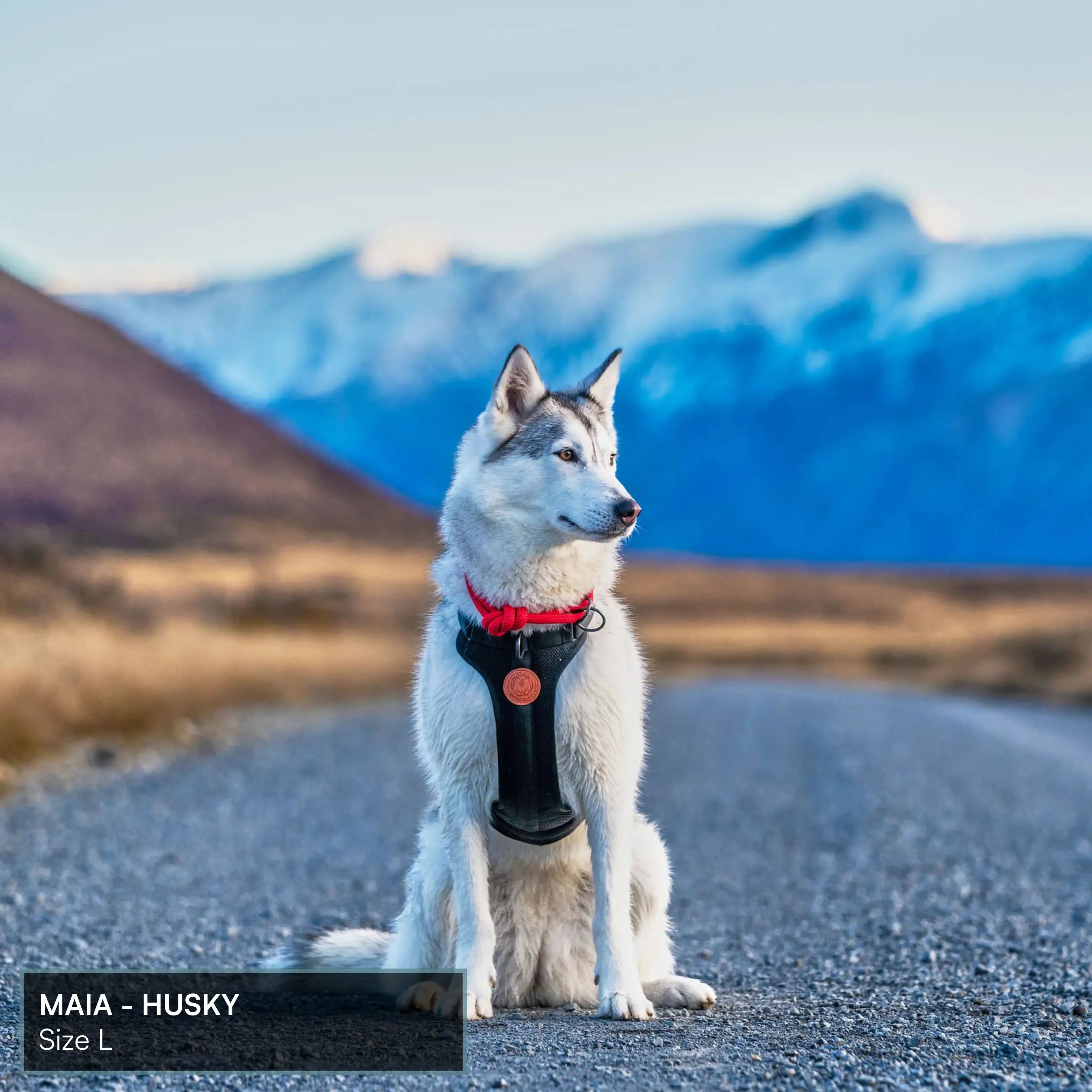 Arctic Sammy Adventure Dog Harness - Black