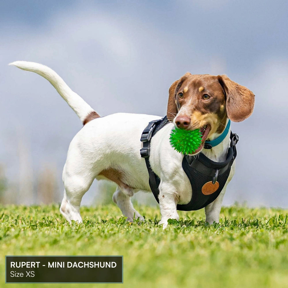 Arctic Sammy Adventure Dog Harness - Olive