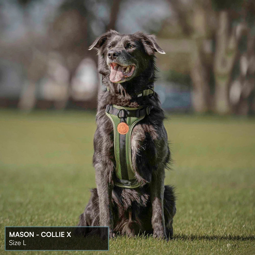 Arctic Sammy Adventure Dog Harness - Olive