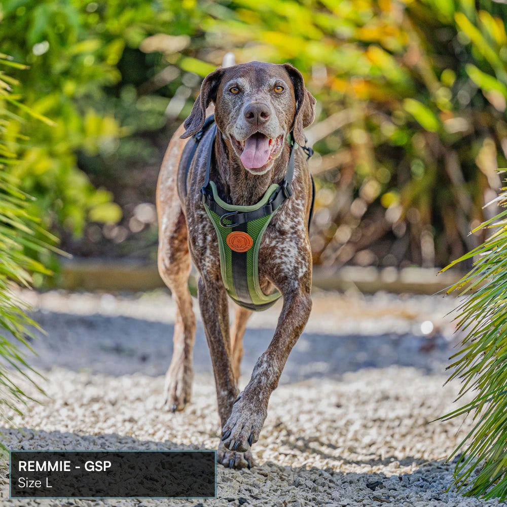 Arctic Sammy Adventure Dog Harness - Olive