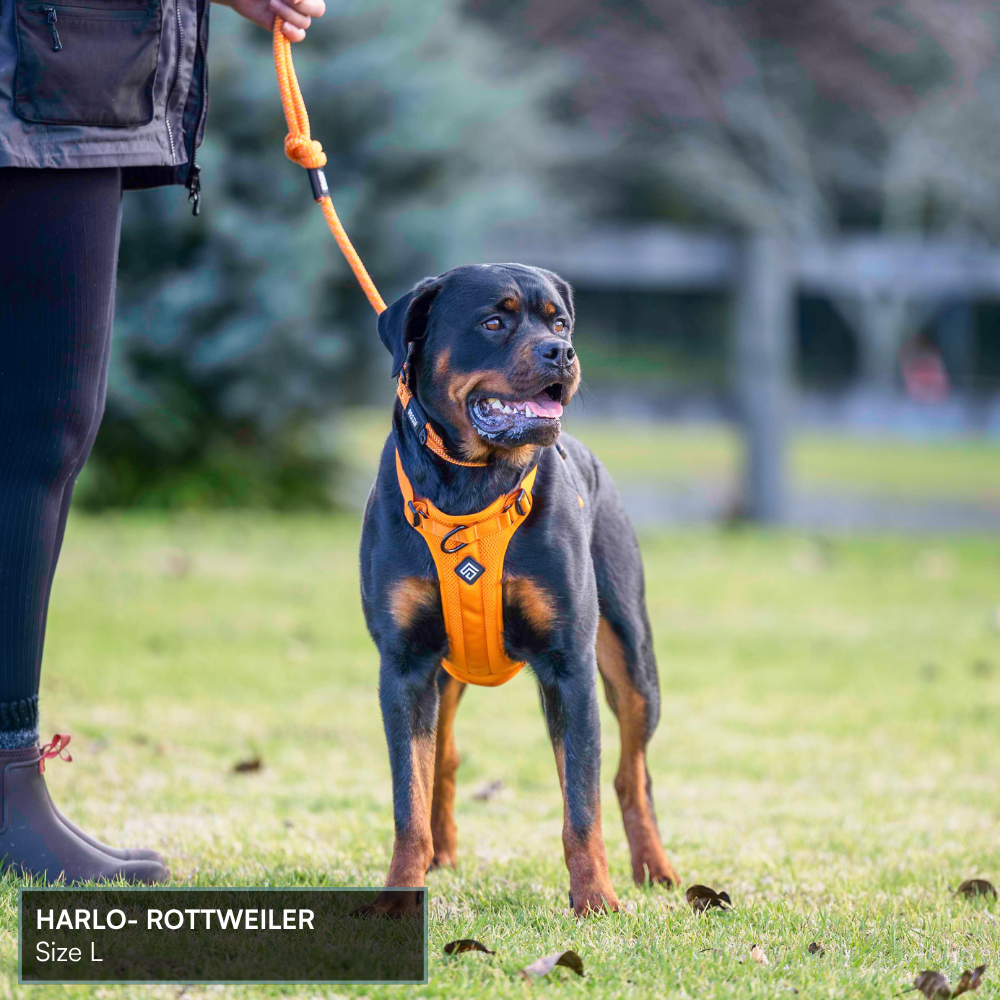 Arctic Sammy Adventure Dog Harness - Orange