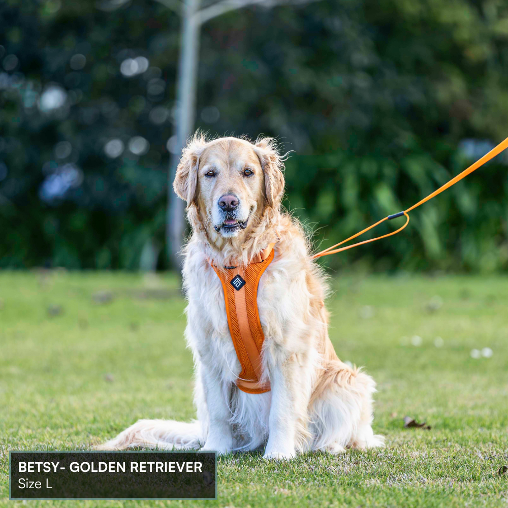 Arctic Sammy Adventure Dog Harness - Orange