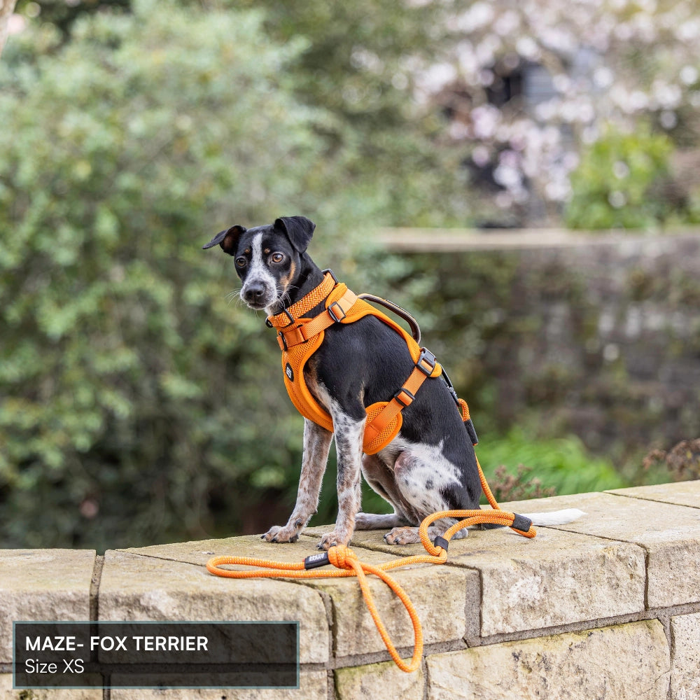 Arctic Sammy Adventure Dog Harness - Orange
