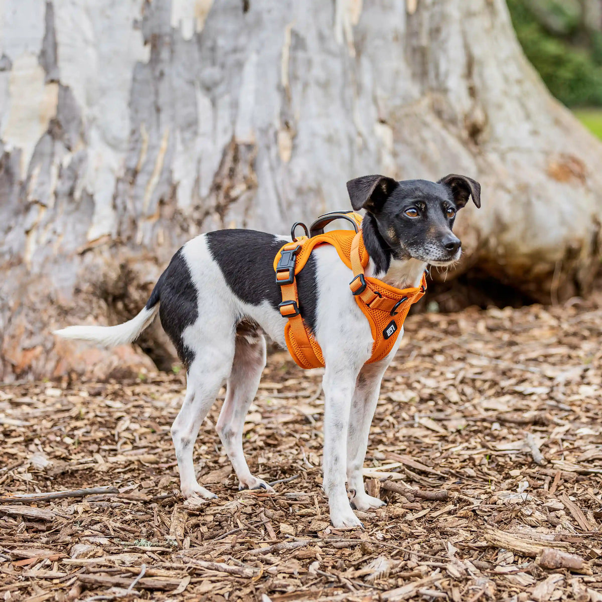 Arctic Sammy Adventure Dog Harness - Orange