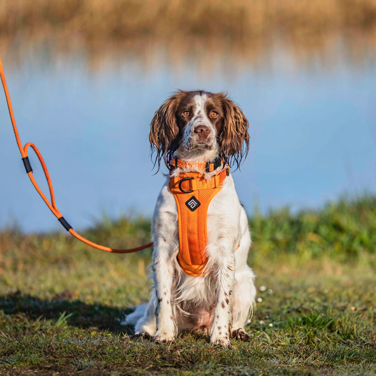 Arctic Sammy Adventure Dog Harness - Orange