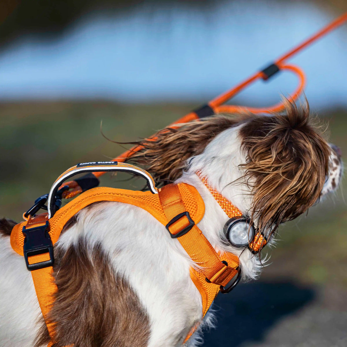 Arctic Sammy Adventure Dog Harness - Orange