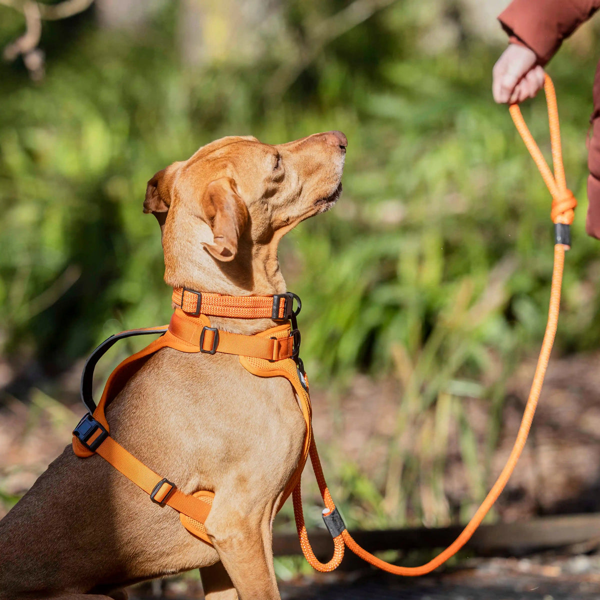 Arctic Sammy Adventure Dog Harness - Orange