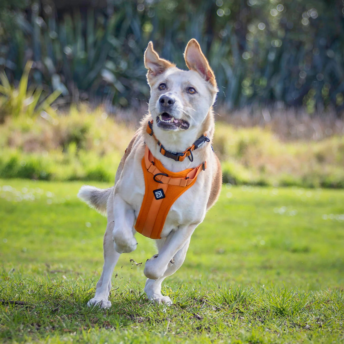 Arctic Sammy Adventure Dog Harness - Orange