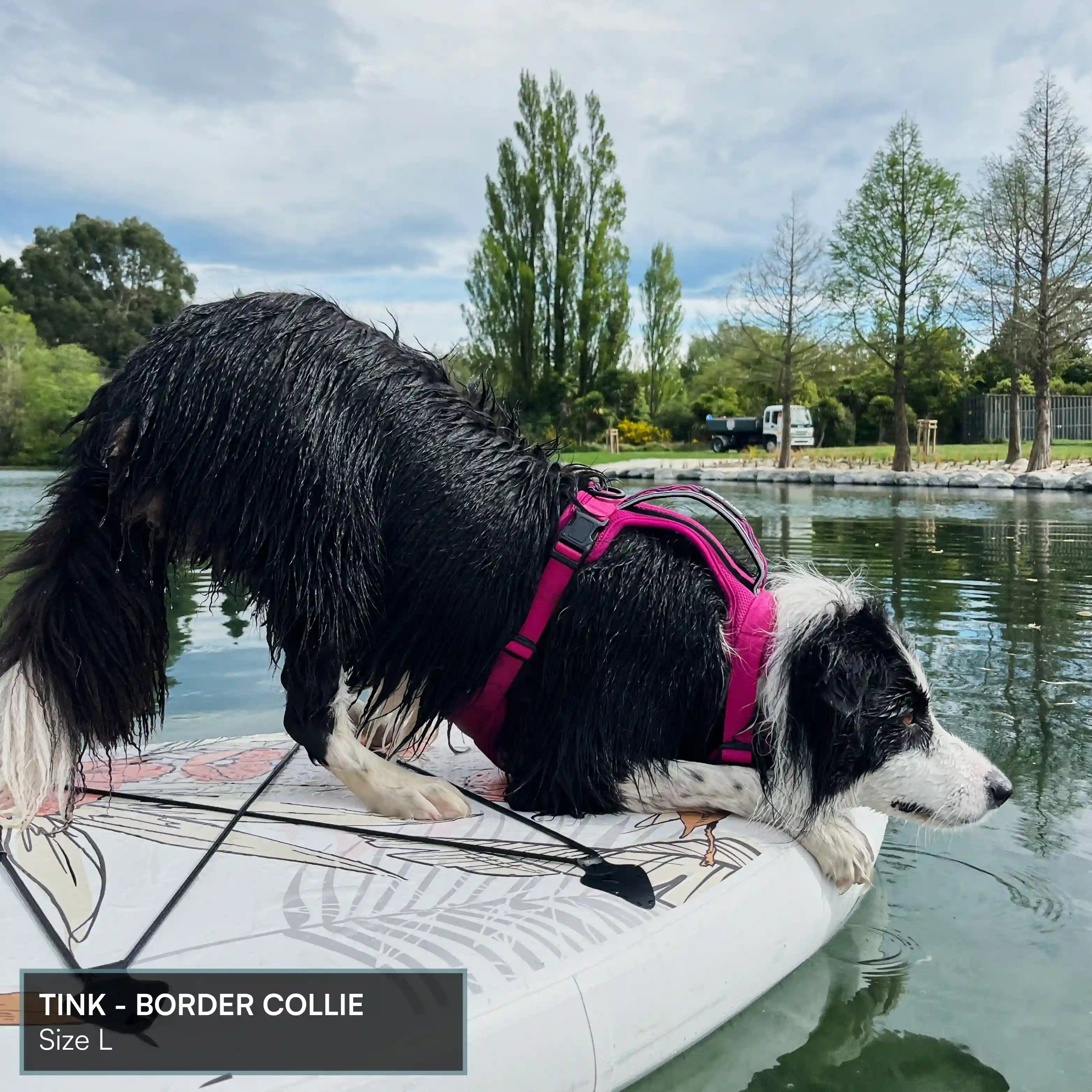 Arctic Sammy Adventure Dog Harness - Black