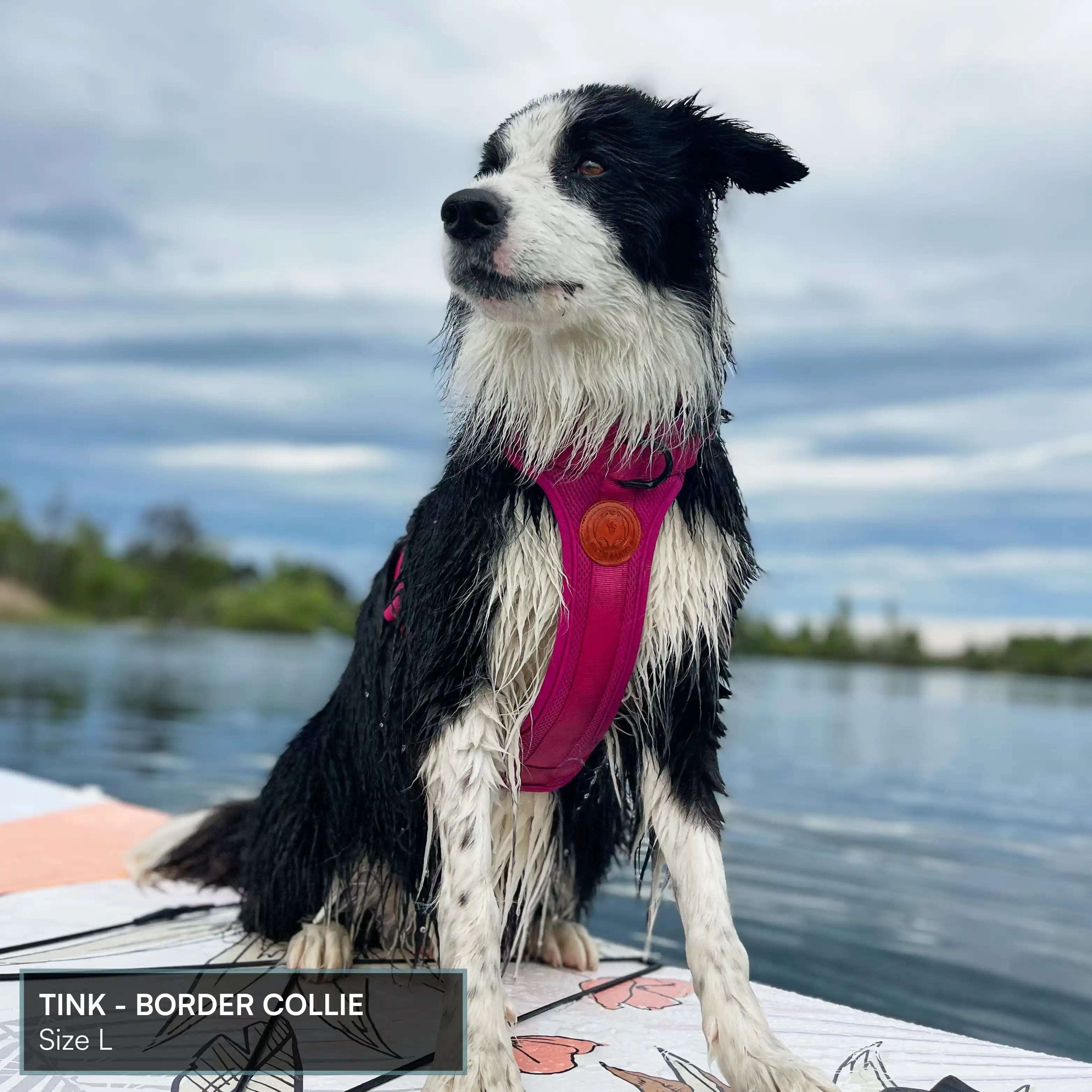 Arctic Sammy Adventure Dog Harness - Black