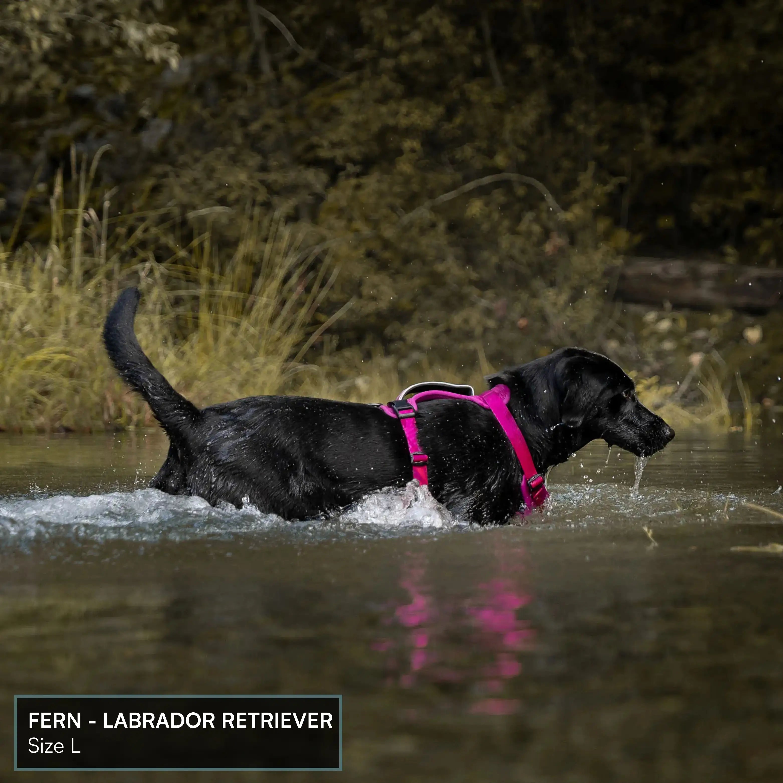 Arctic Sammy Adventure Dog Harness - Black