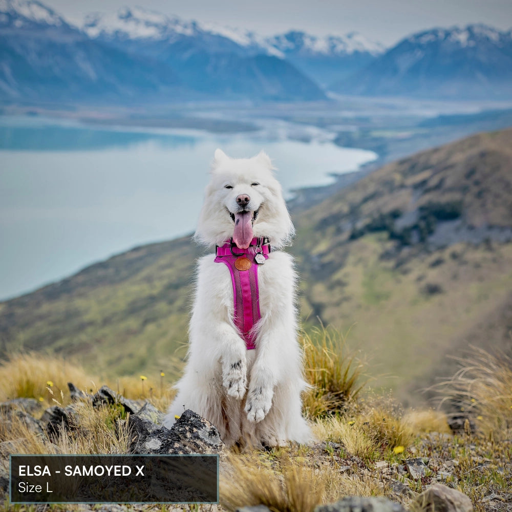 Arctic Sammy Adventure Dog Harness - Olive