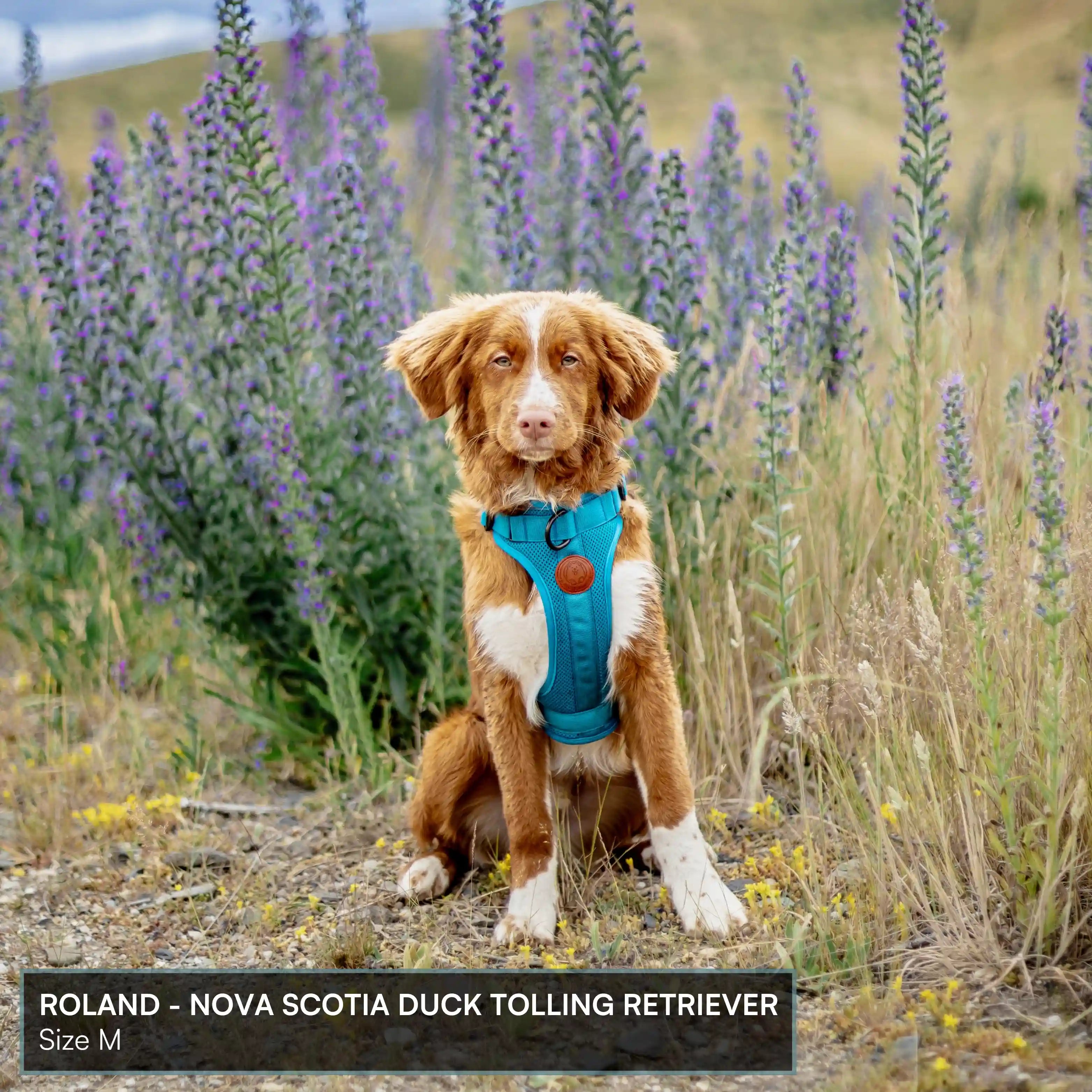 Arctic Sammy Adventure Dog Harness - Black