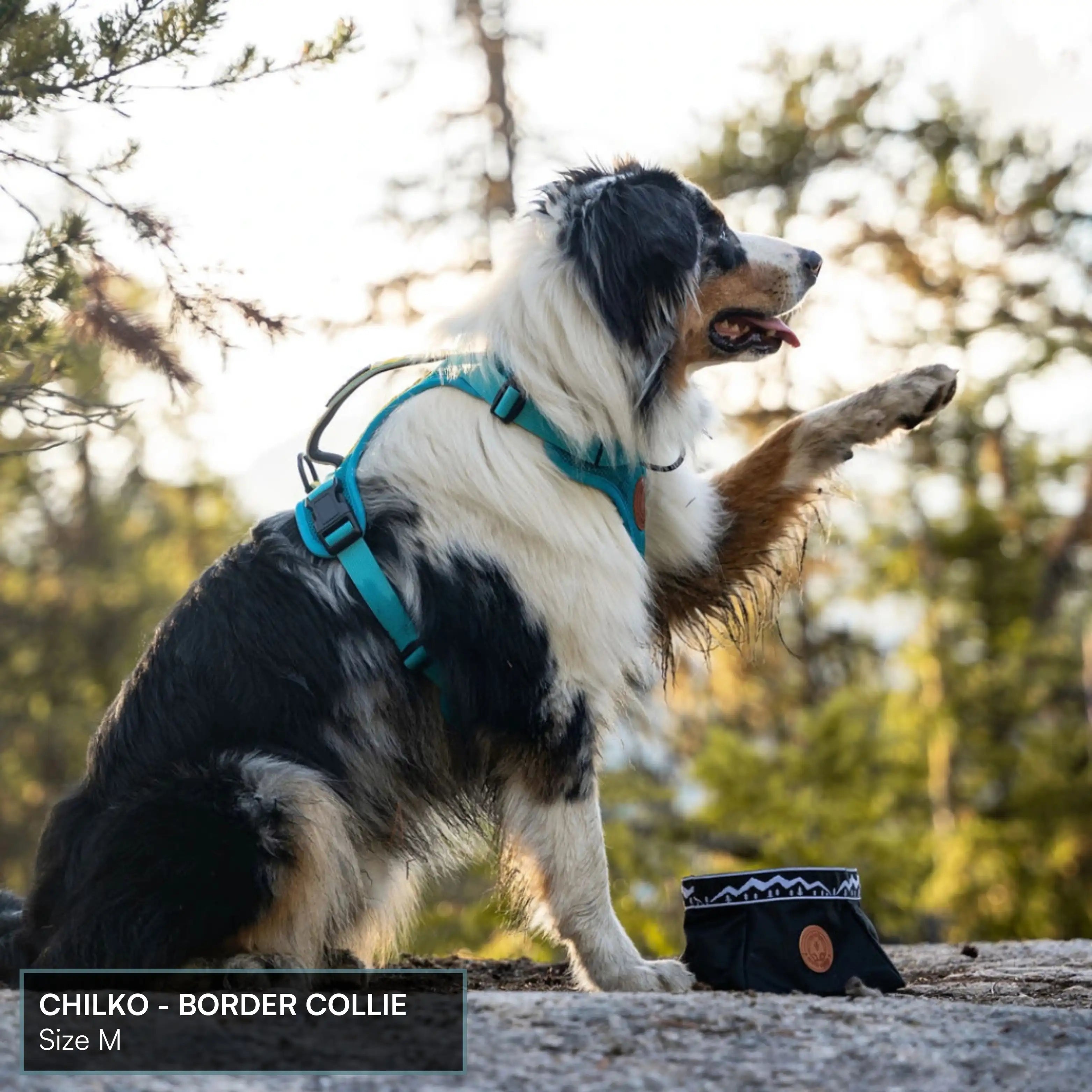 Arctic Sammy Adventure Dog Harness - Black