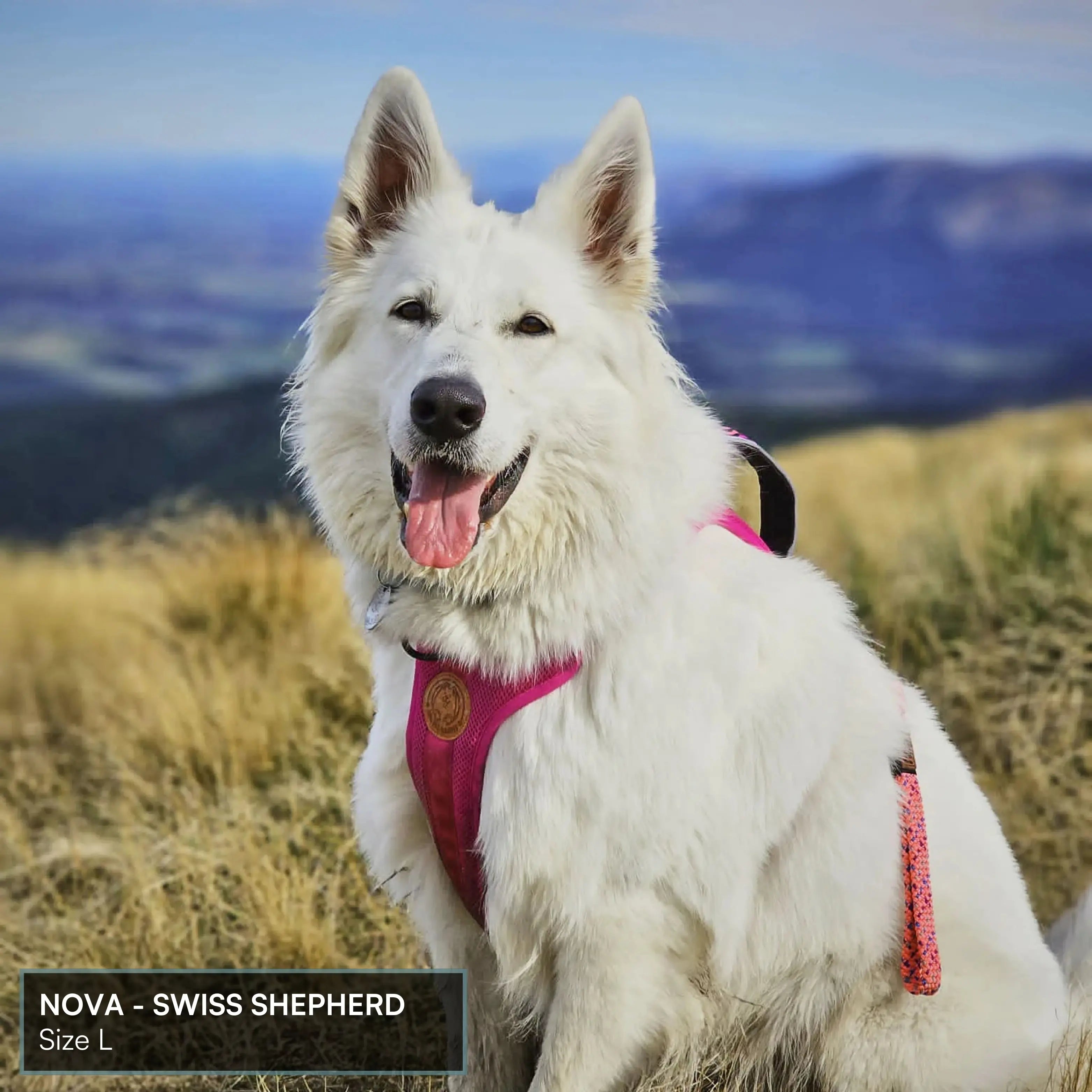 Arctic Sammy Adventure Dog Harness - Black