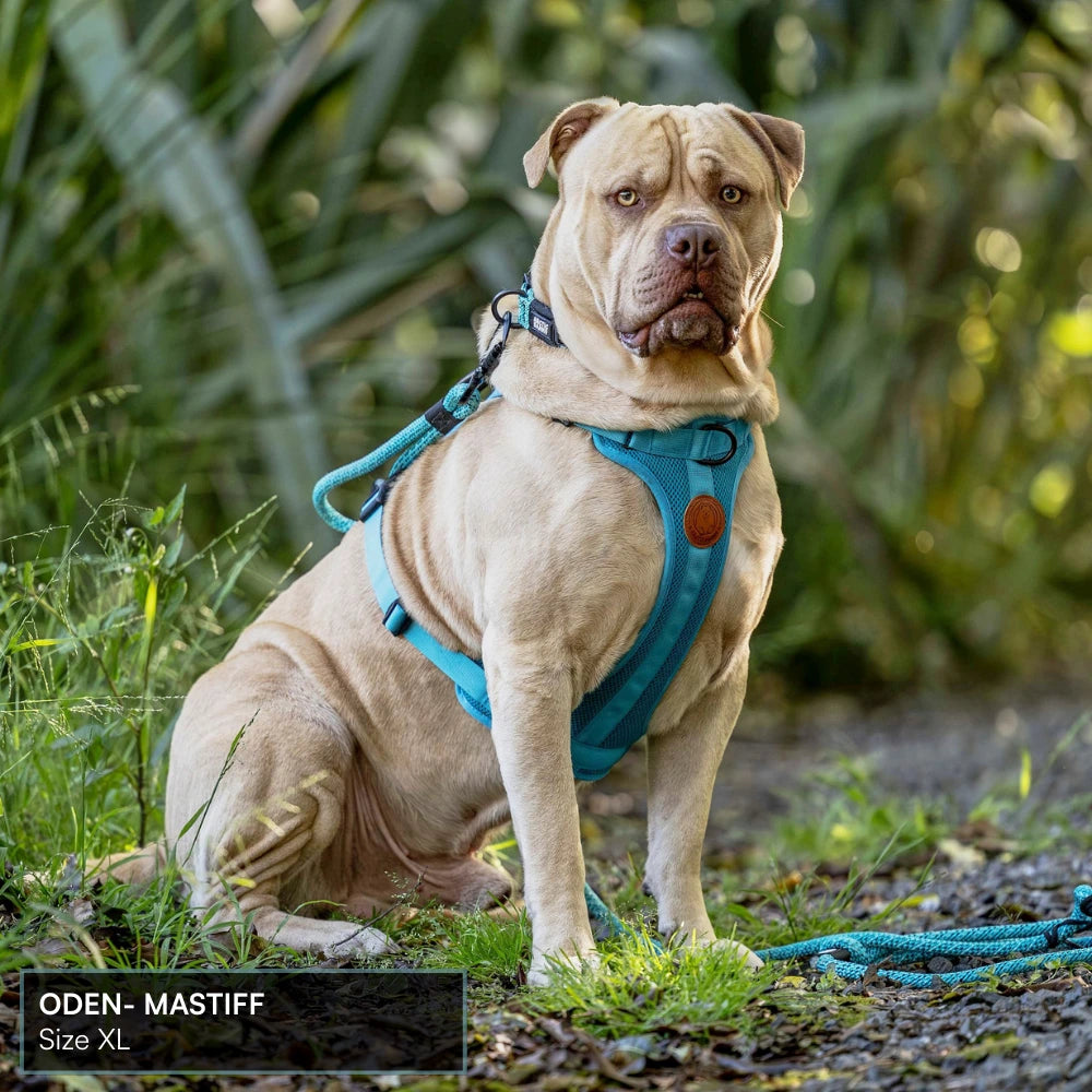 Arctic Sammy Adventure Dog Harness - Olive