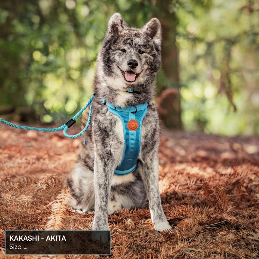 Arctic Sammy Adventure Dog Harness - Olive