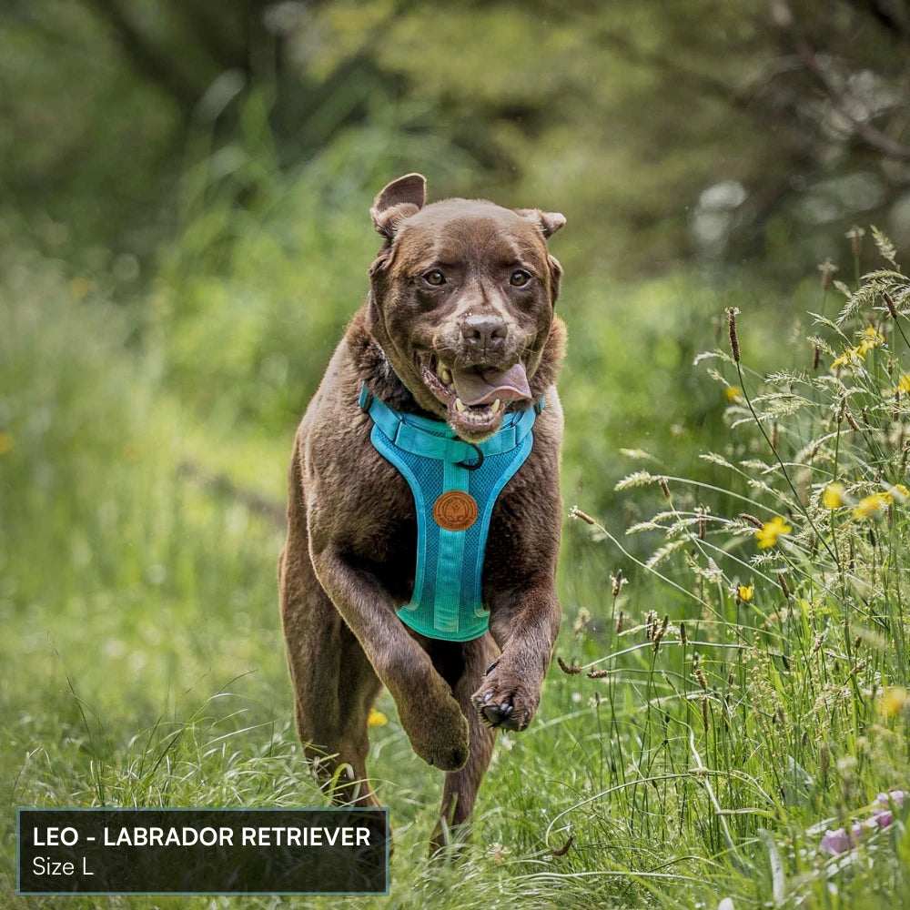 Arctic Sammy Adventure Dog Harness - Olive