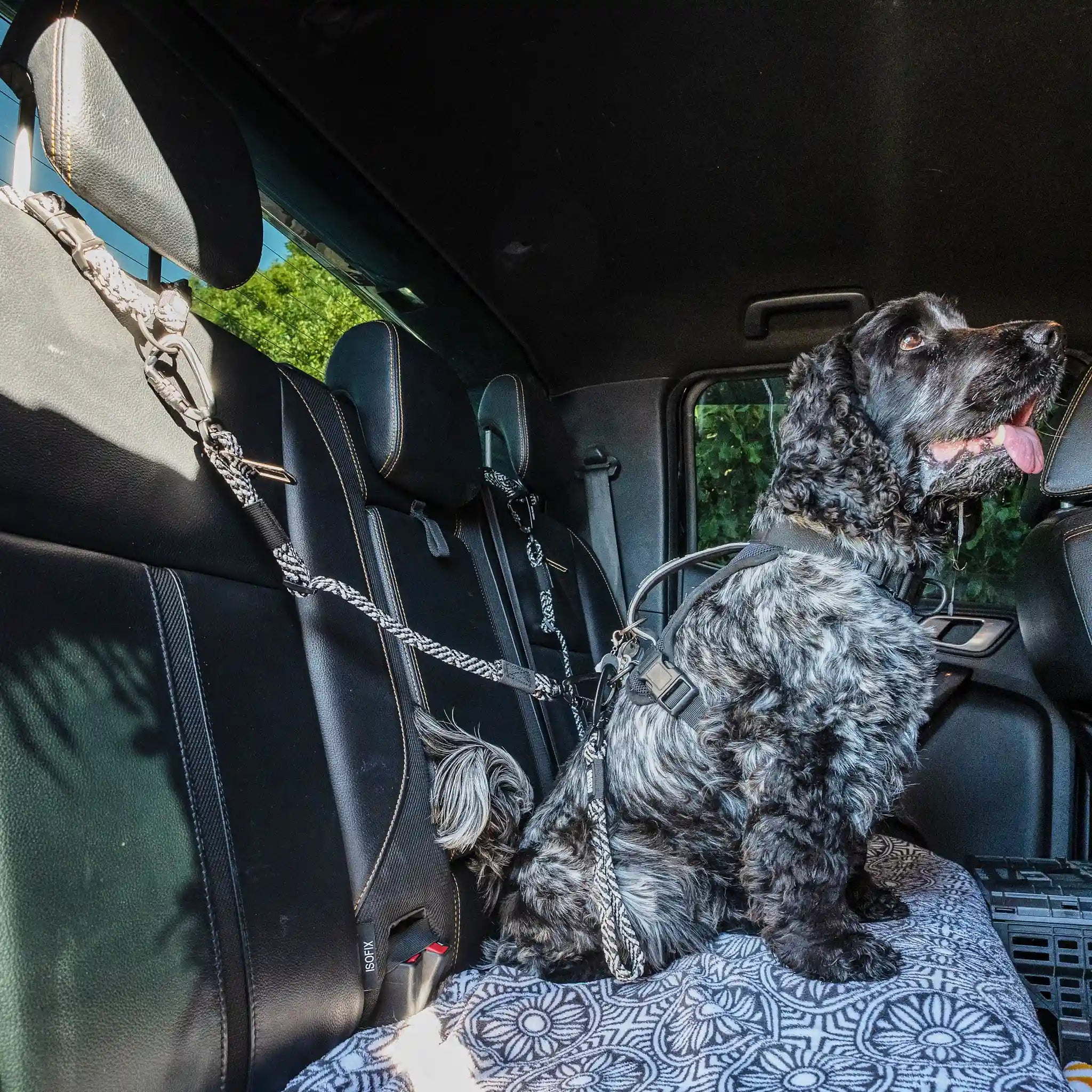 3-in-1 Dog Car Tether Aoraki