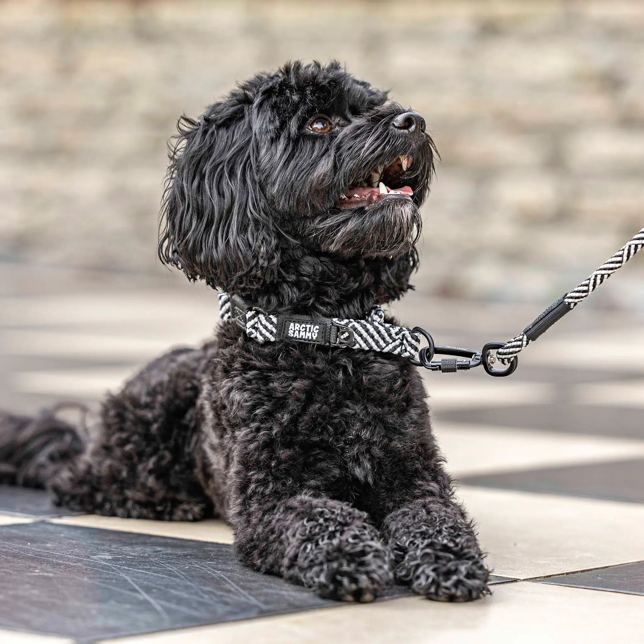 Aoraki Martingale Collar