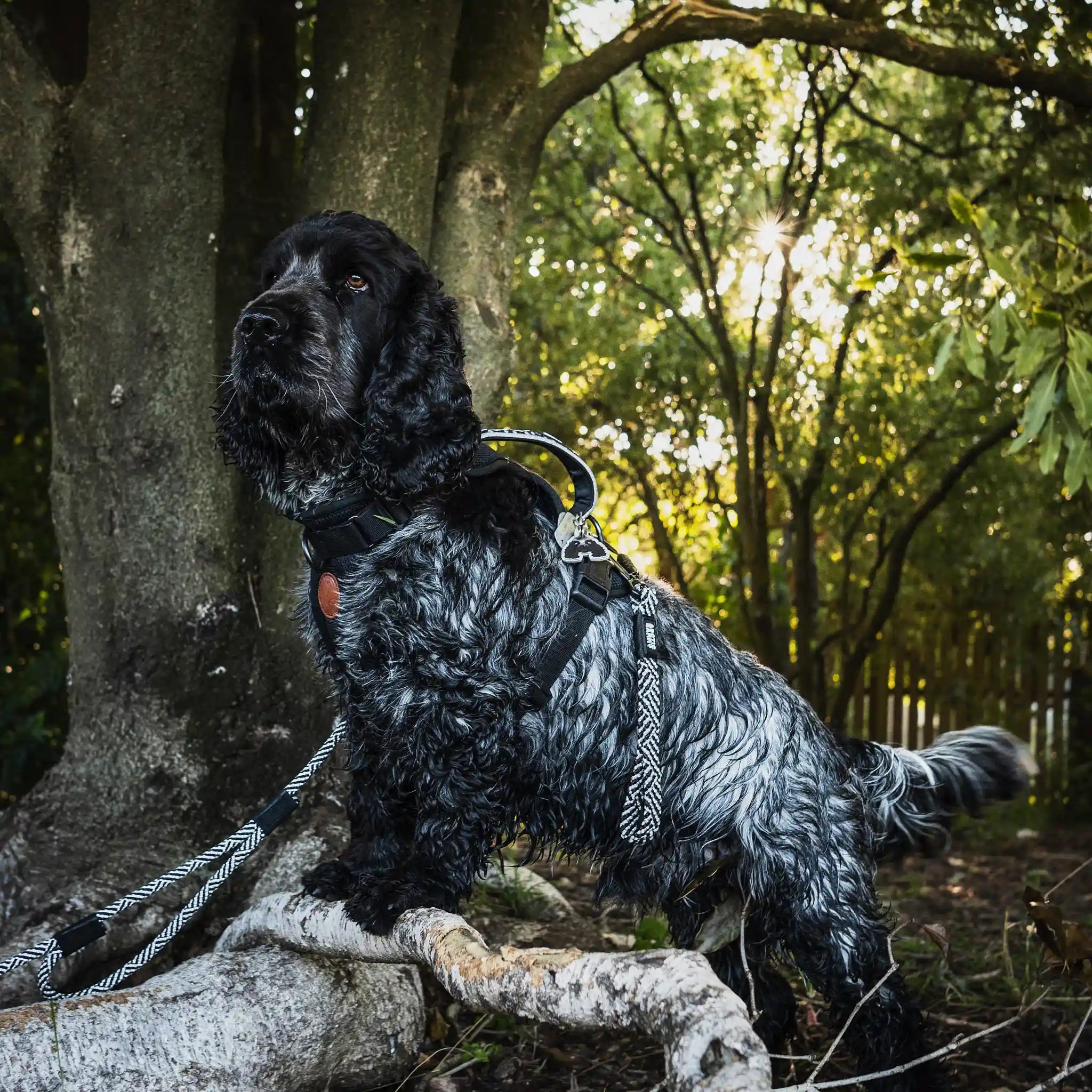 Aoraki Transfer Leash