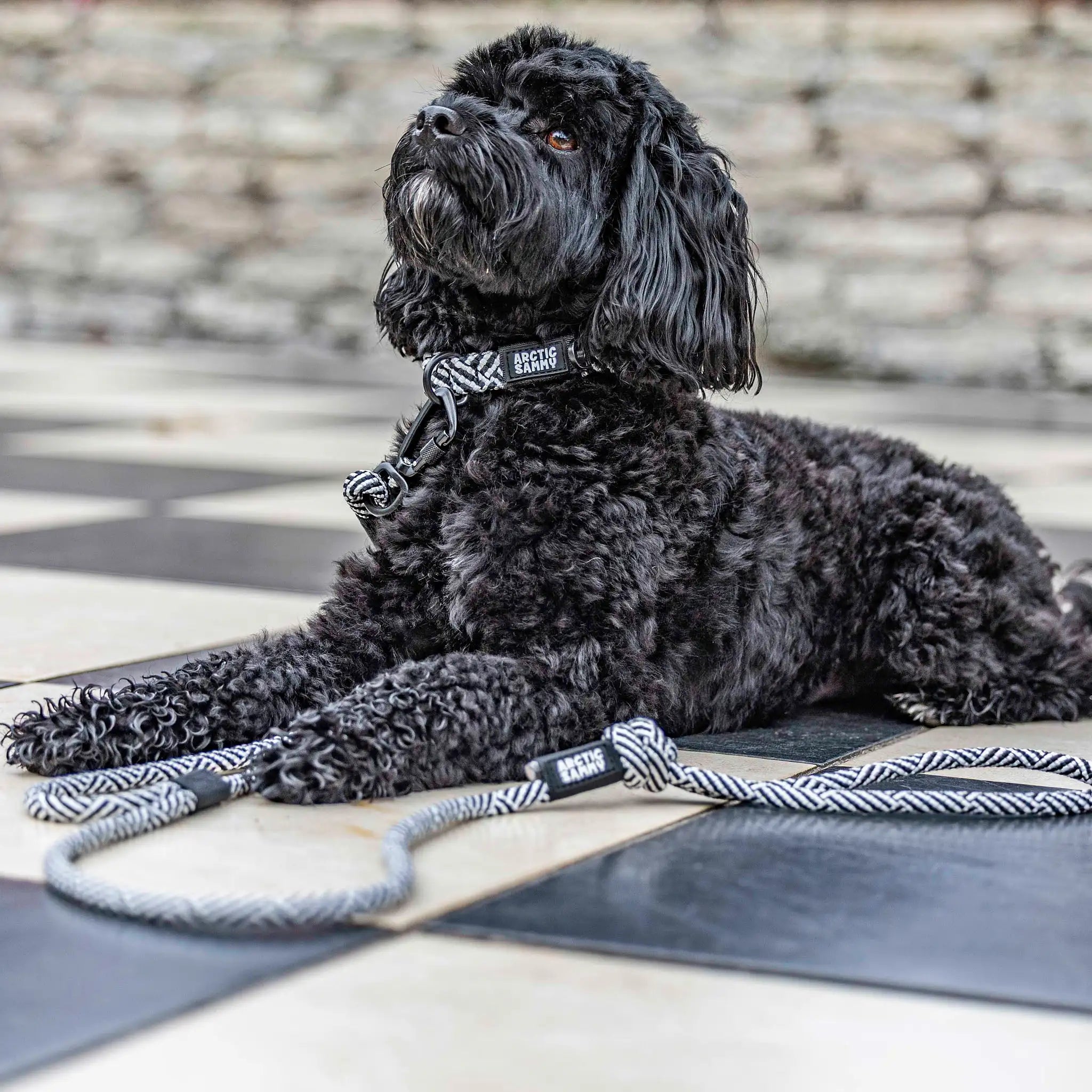 Aoraki Rope Dog Leash