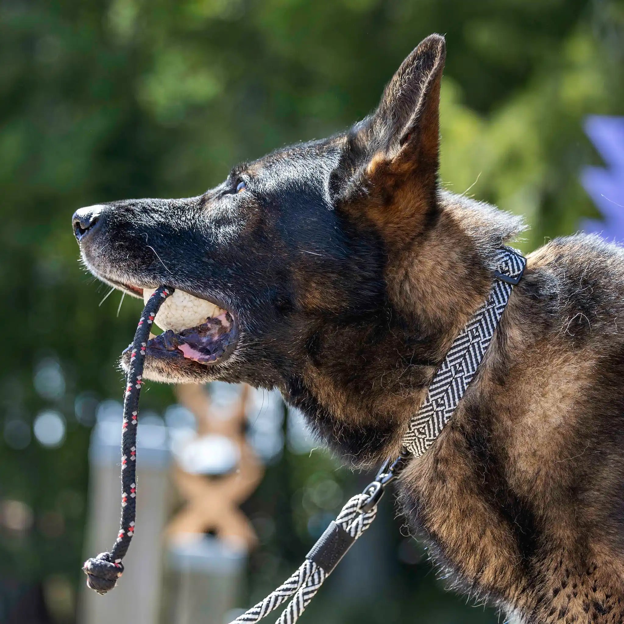 Aoraki Dog Collar
