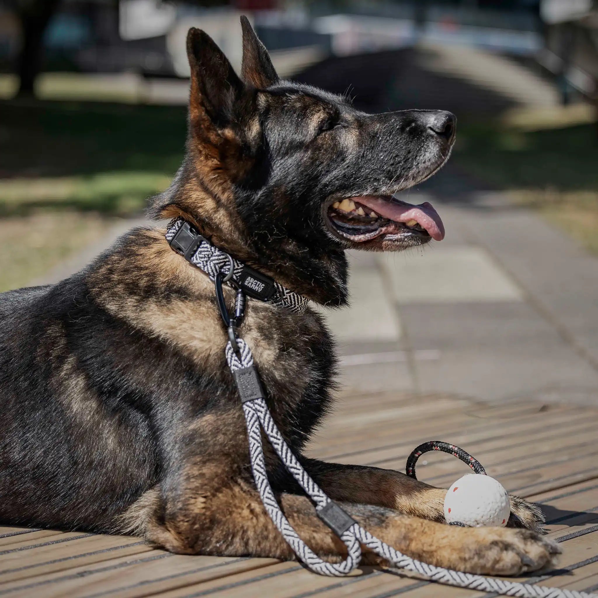 Aoraki Dog Collar