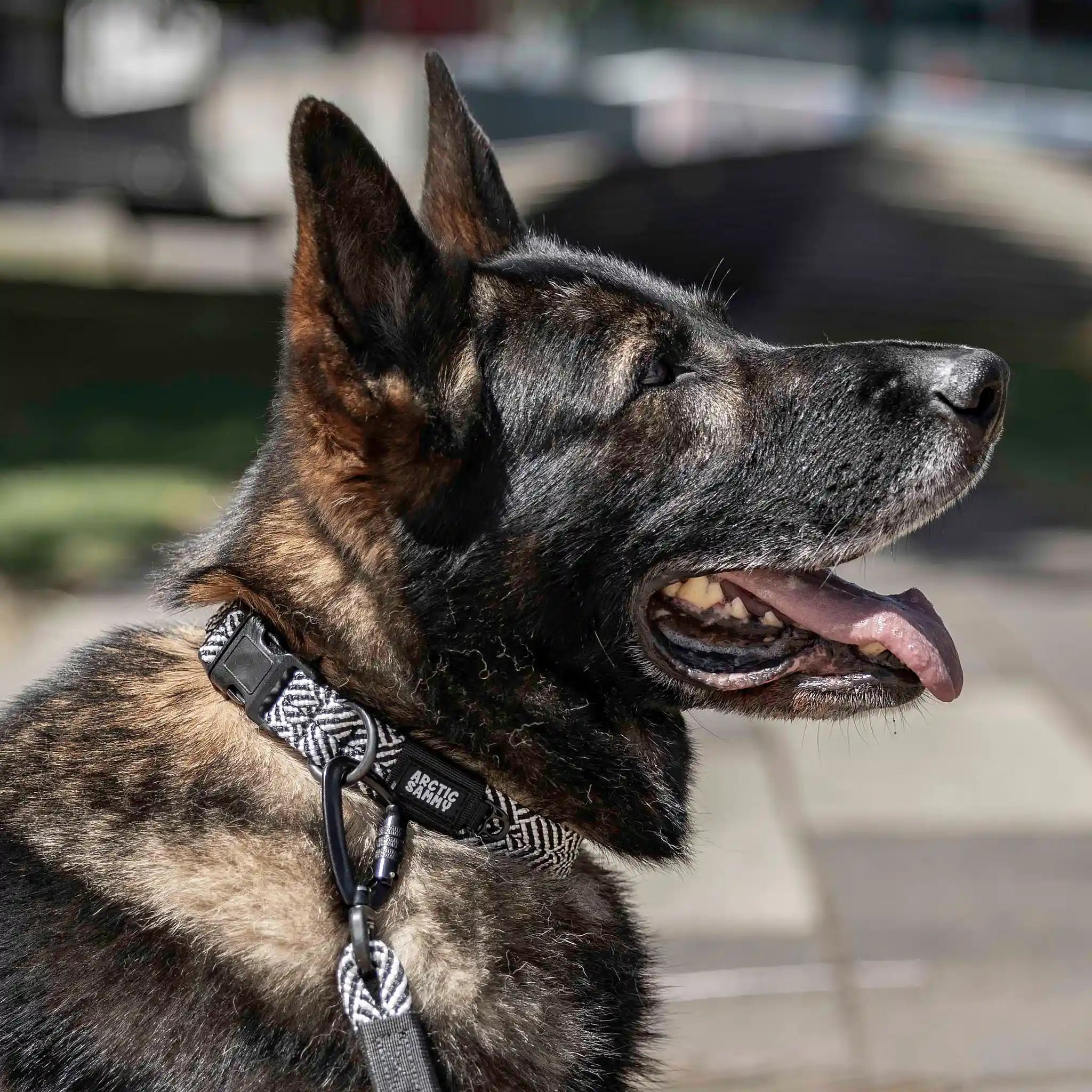 Aoraki Dog Collar