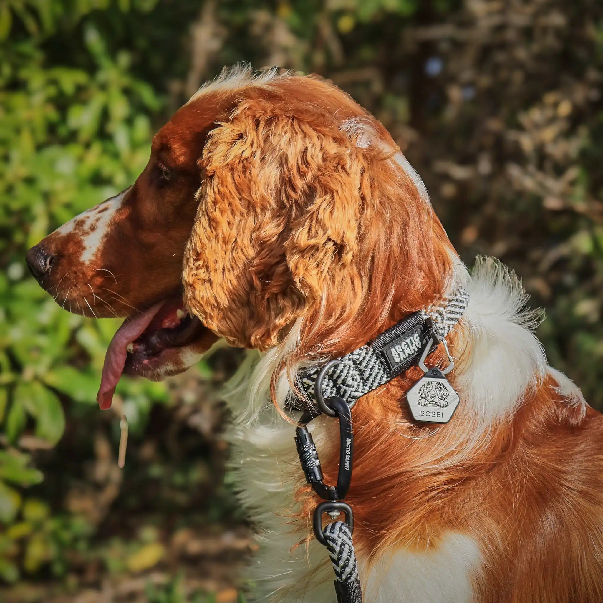 Aoraki Dog Collar