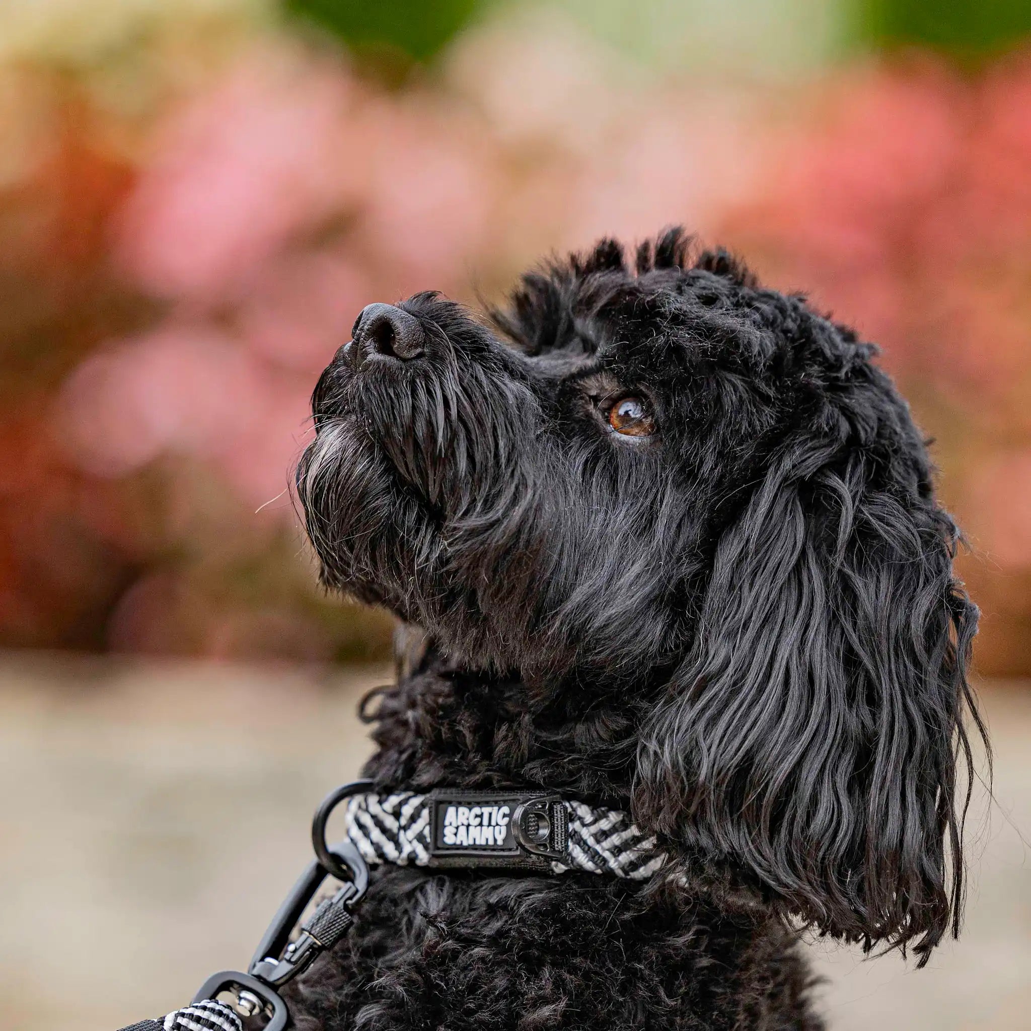Aoraki Dog Collar