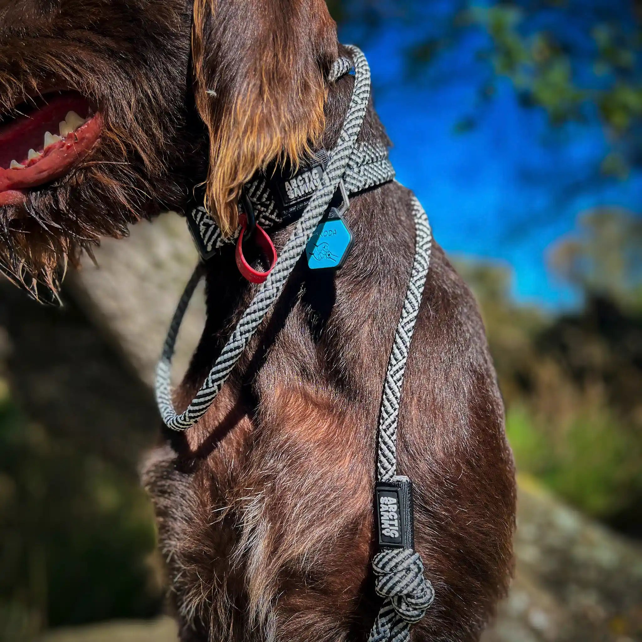 Aoraki Rope Dog Leash