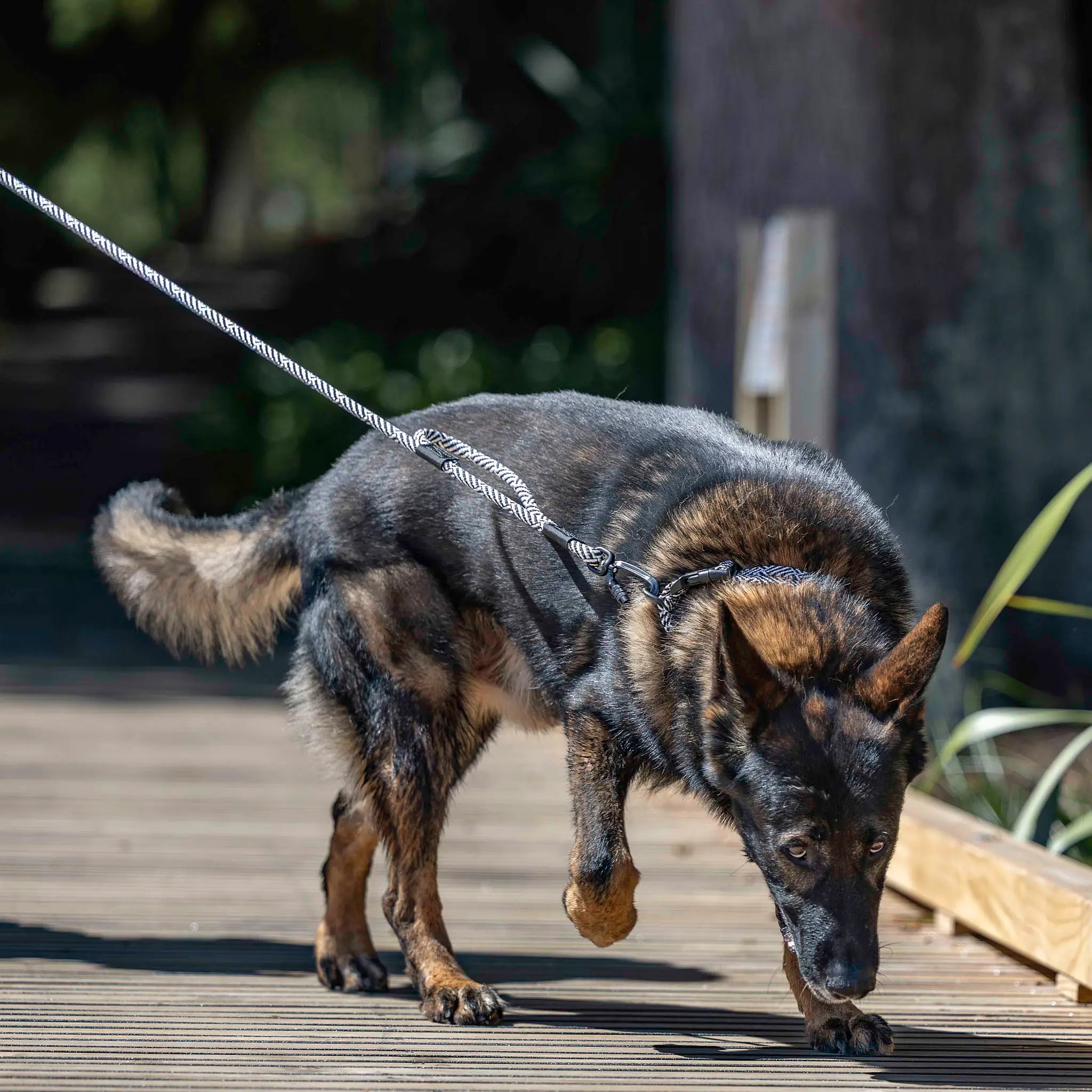 Aoraki Rope Dog Leash with Traffic Handle